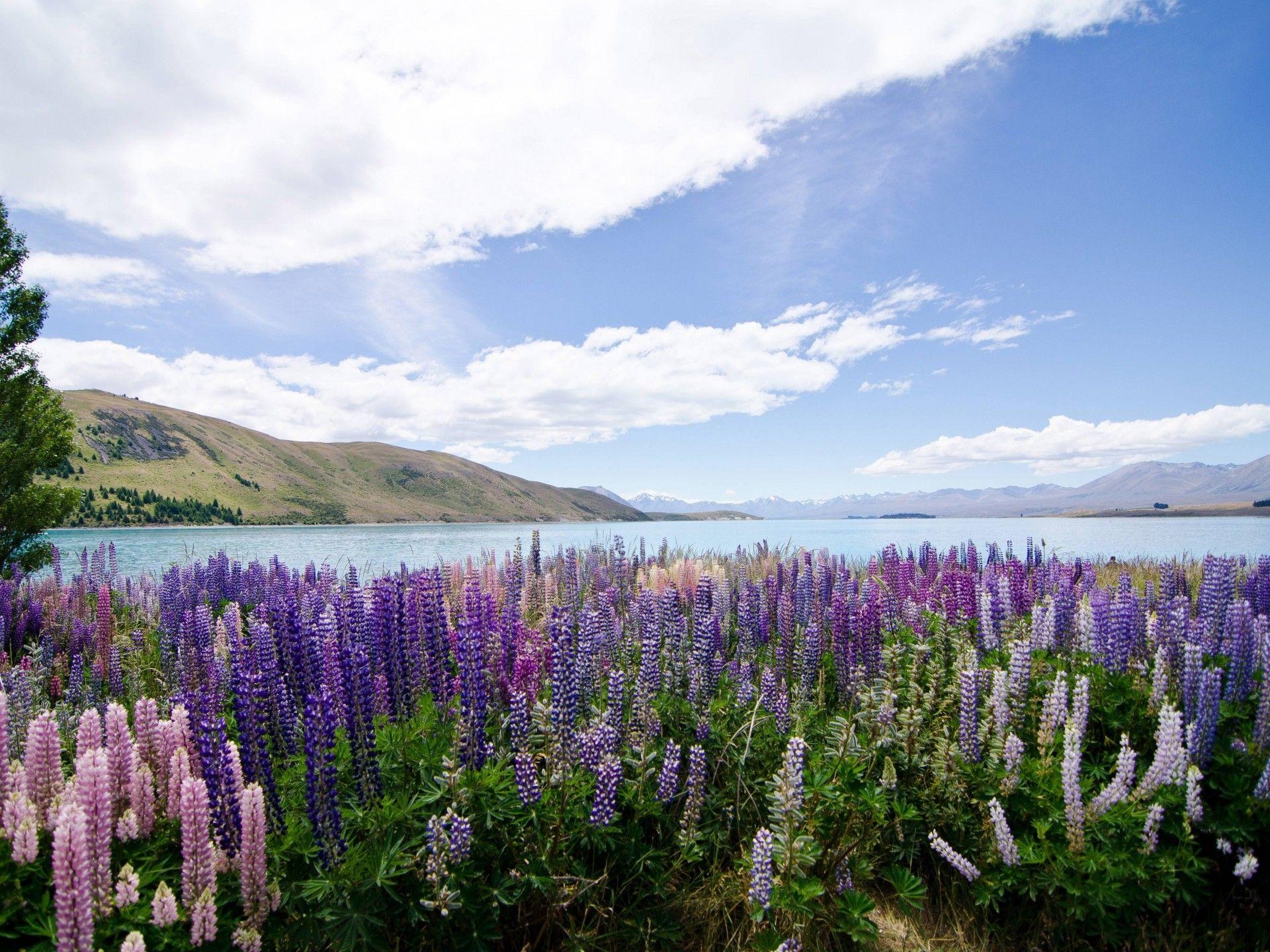 1920x1440 Hd Wallpaper With Flowers Lupins Lake Tekapo New Zealand, Desktop