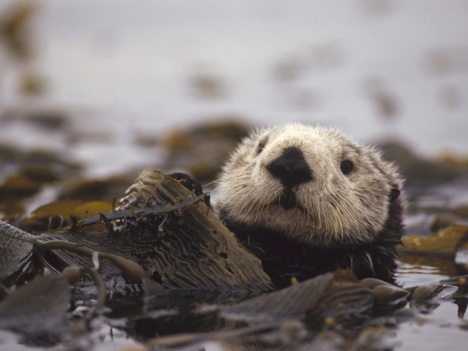 1600x1200 Baby Sea Otters. otter wallpaper, animal wallpaper, otter, Desktop