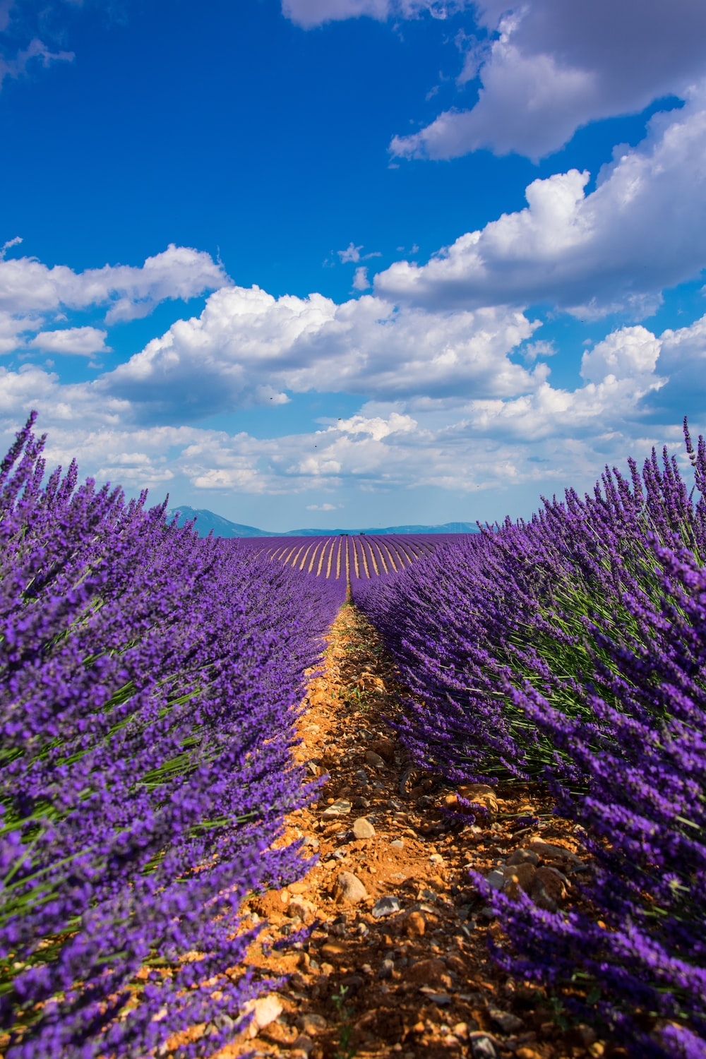 1000x1500 Best Lavender Field Picture [HD]. Download Free Image, Phone