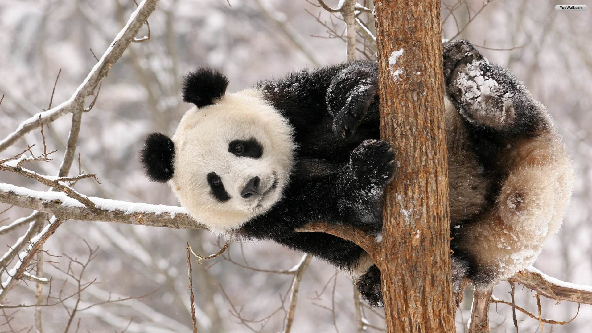 1920x1080 Wallpaper Cute Panda Wallpaper 1920X1080, Desktop