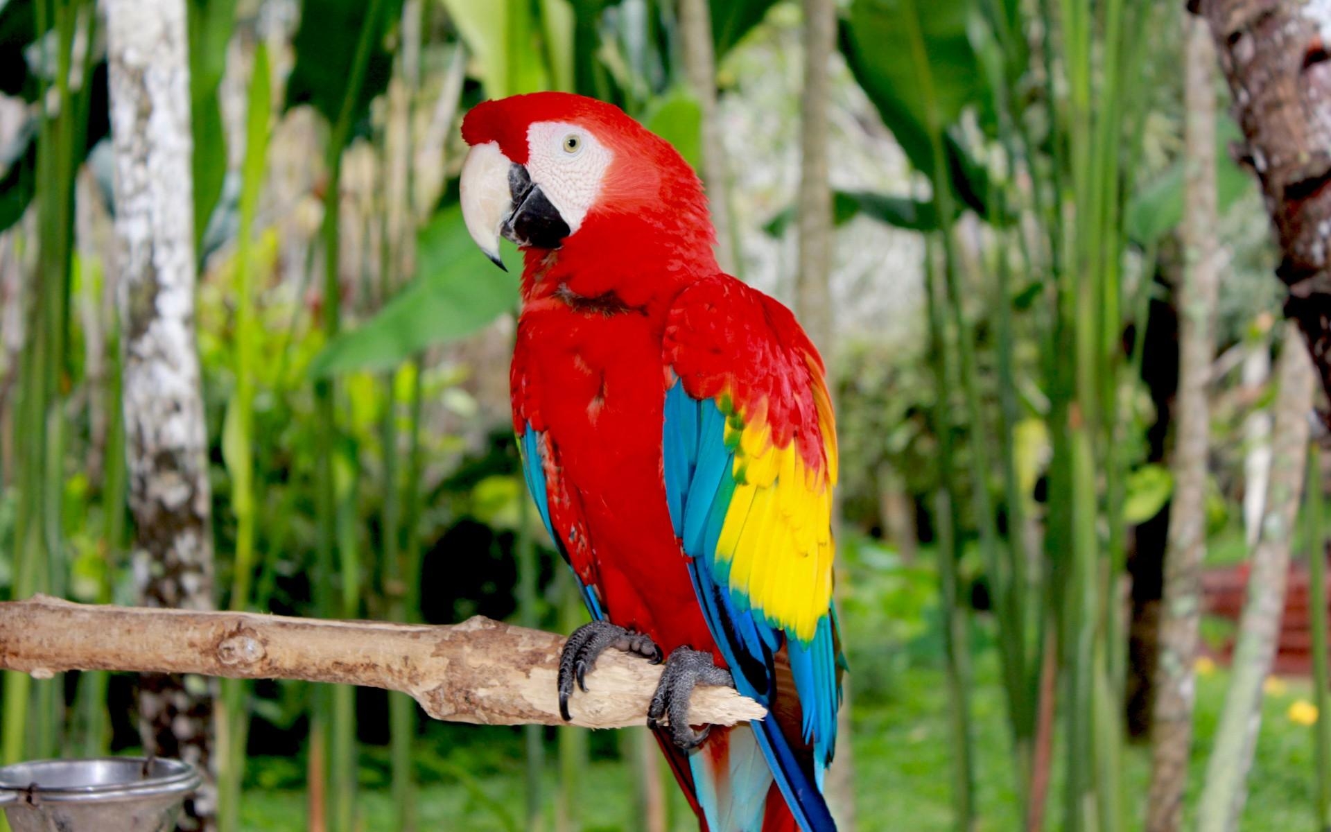 1920x1200 Macaw Wallpaper 13 X 1200, Desktop