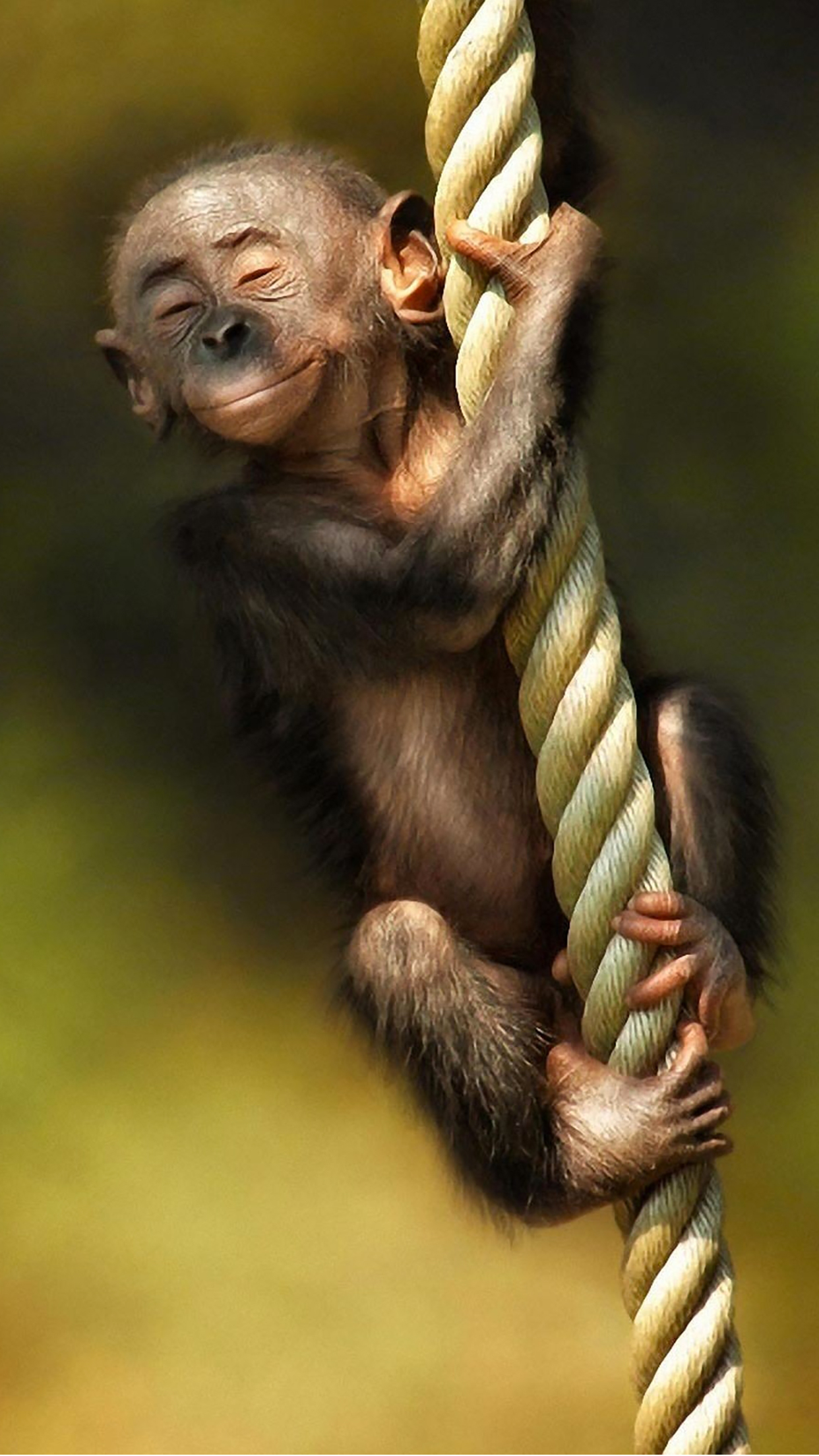 1250x2210 Monkey Smile Wallpaper for iPhone Pro Max, X, 6, Phone