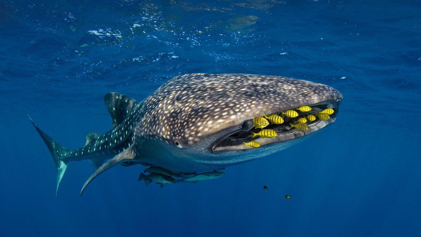 1370x770 Golden trevally swim with a whale shark in Cenderawasih Bay, Desktop