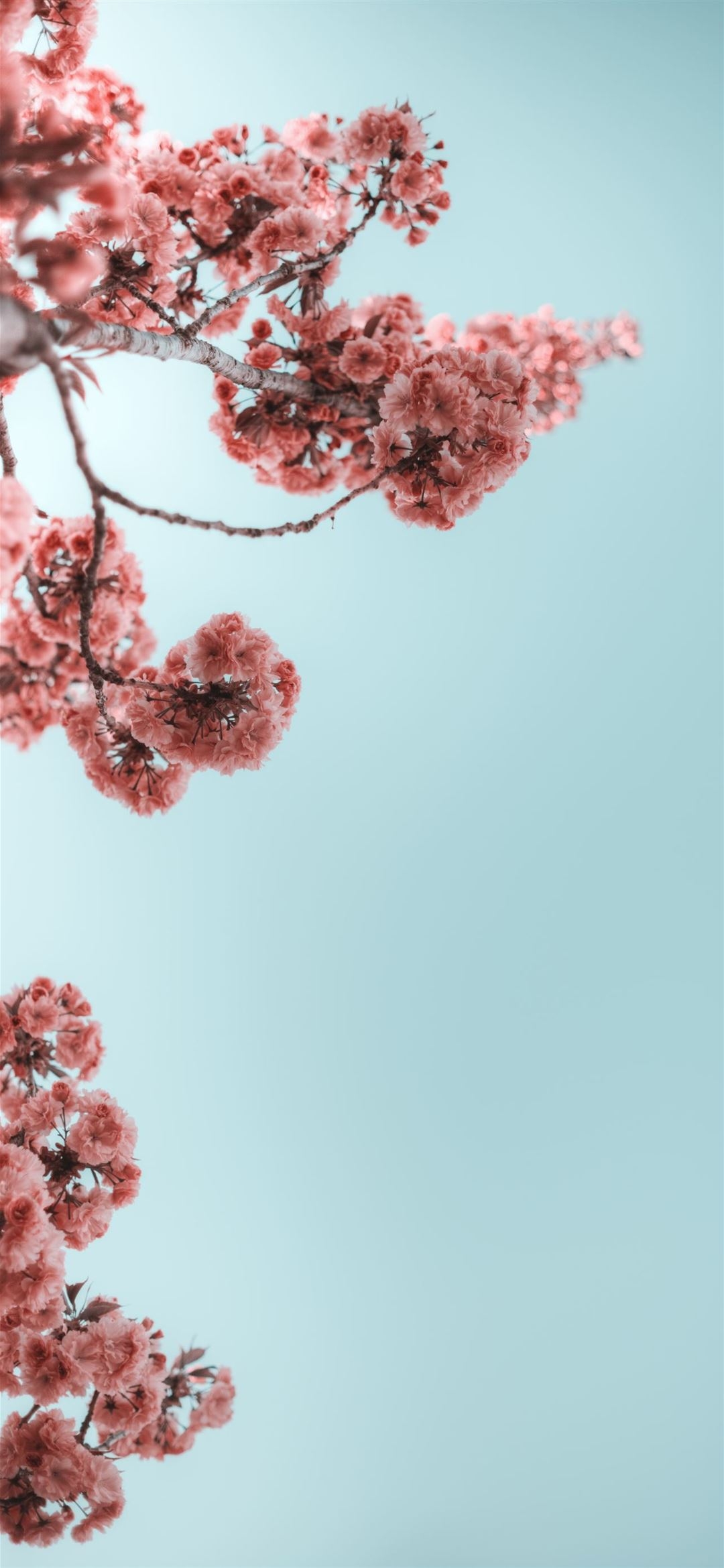 1080x2340 selective photograph of branches with flower iPhone 12 Wallpaper Free Download, Phone