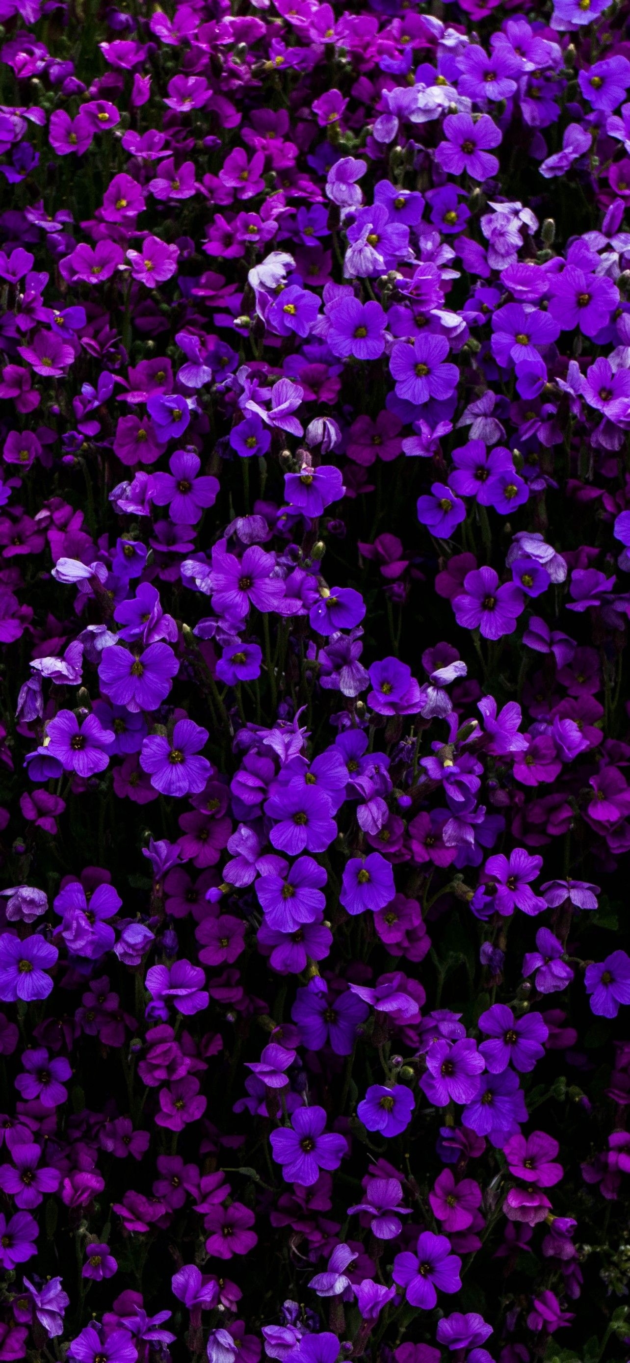 1290x2780 iPhone 12 Pro Wallpaper Flower / We&;ve extracted the new wallpaper directly from ios 14. and you can download them for your iphone model below, Phone