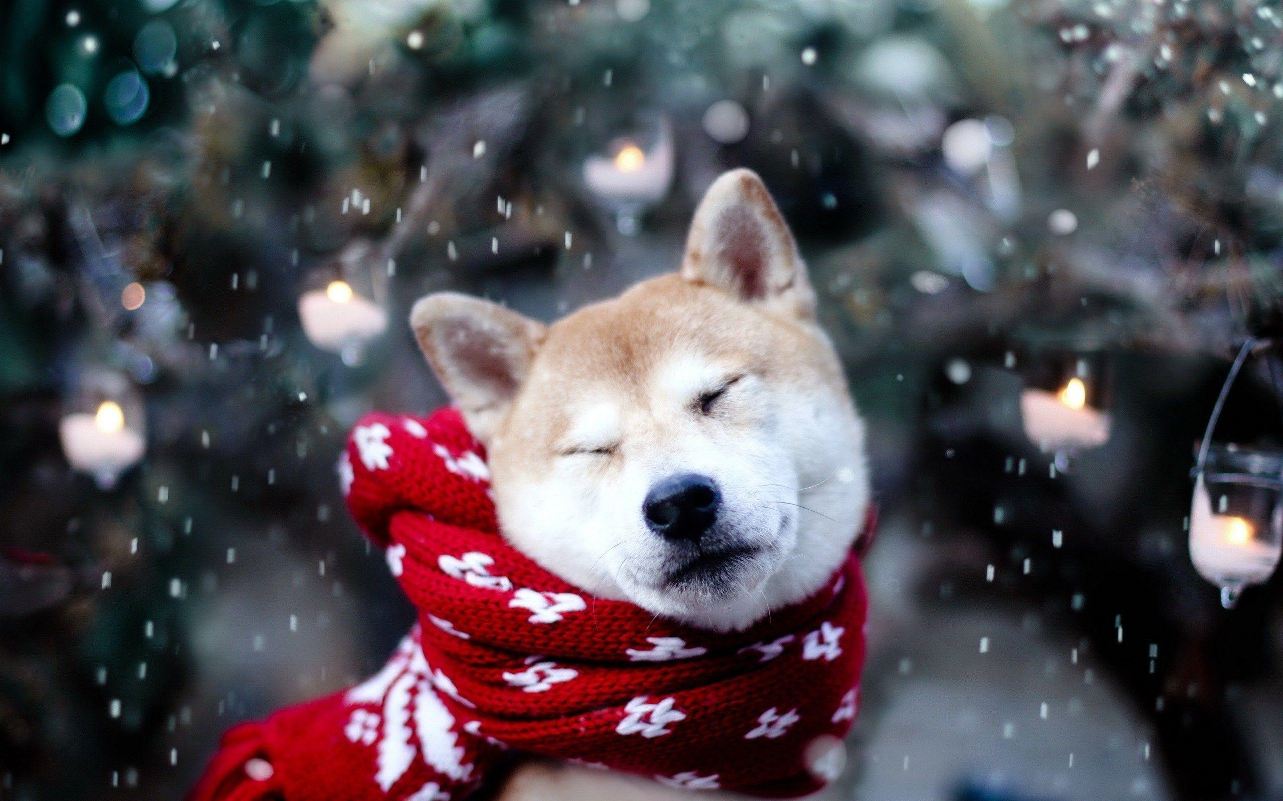 2560x1600 Puppy Christmas Wallpaper, Desktop