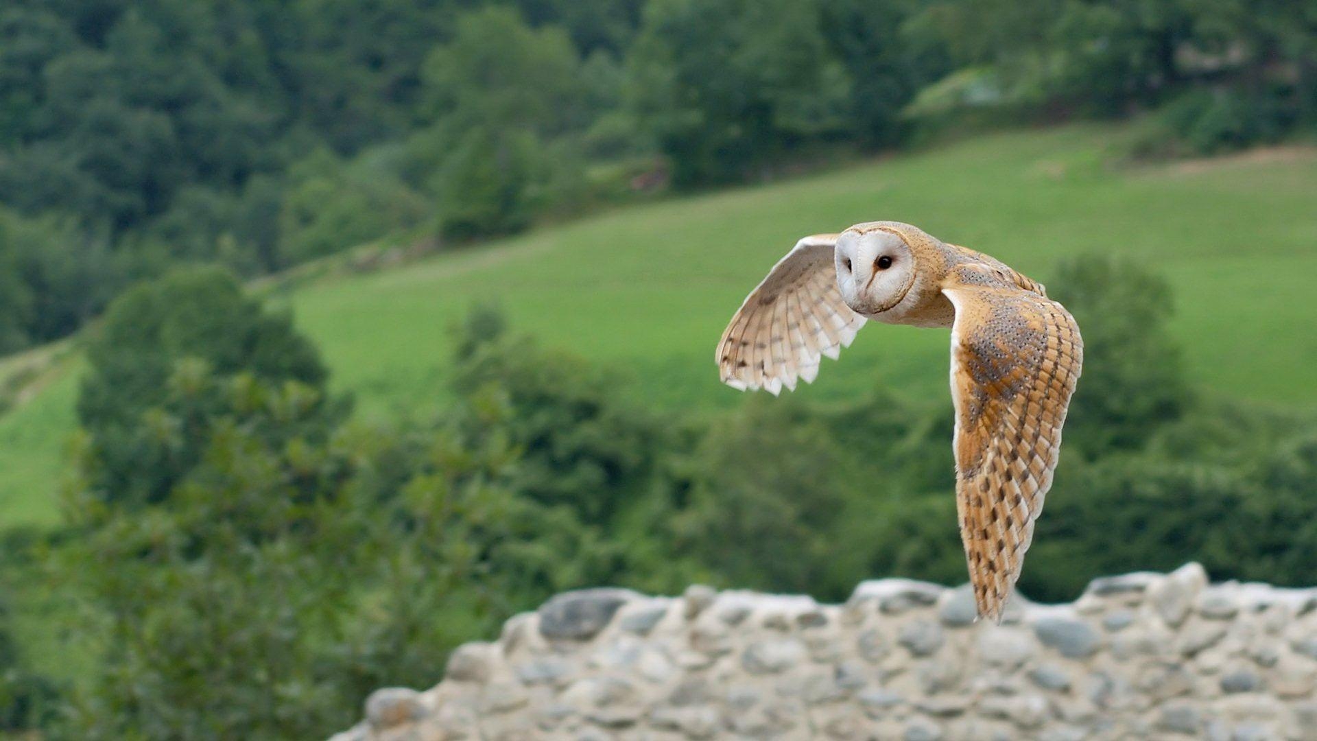 1920x1080 Bird: Barn Flight Mountains Owls Barnowl Owl Flying Field Fly, Desktop