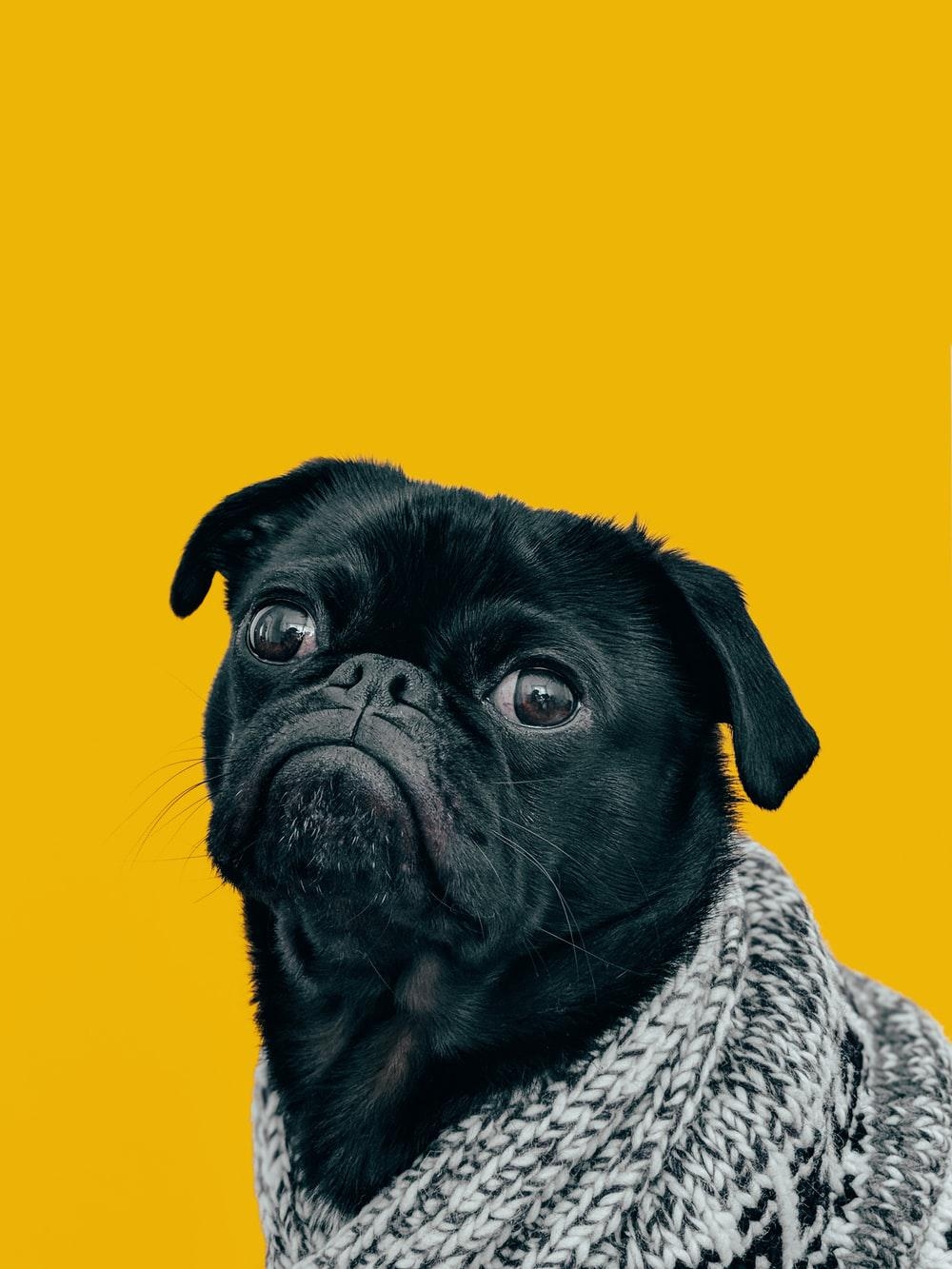 1000x1340 Dog iPhone Wallpaper 2022, Phone