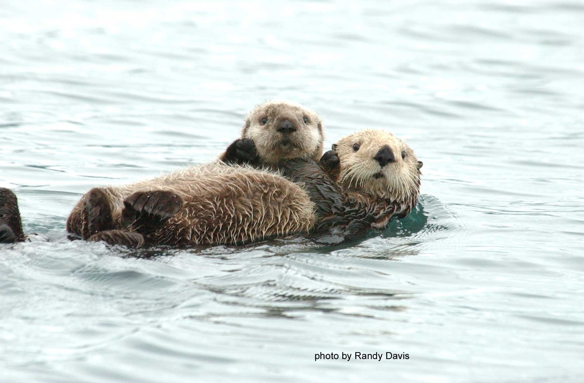 2000x1320 Sea Otter and Nearshore Marine Ecology Research Project, Desktop