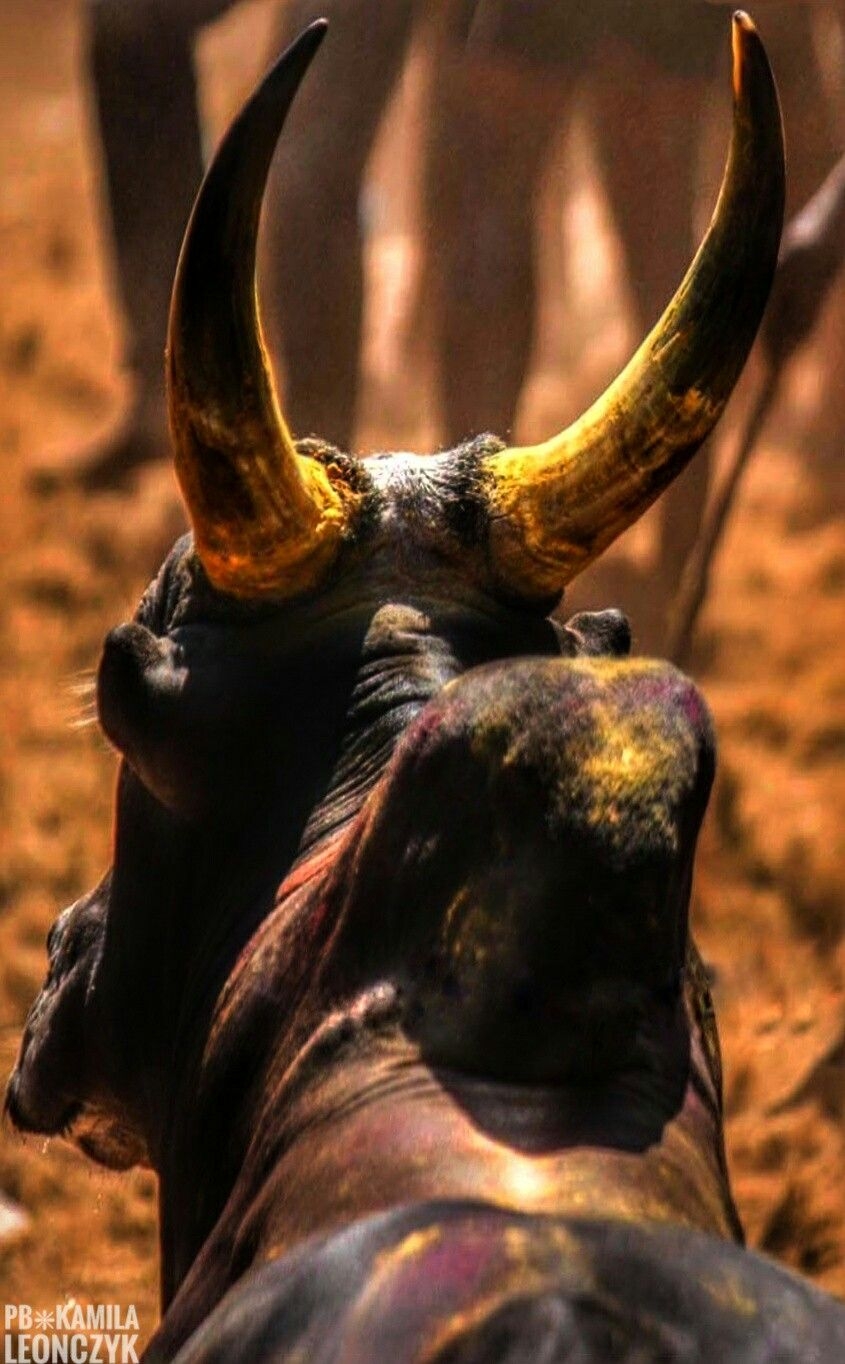 850x1370 Jallikattu (or sallikkattu), also known as eru thazhuvuthal and manju virattu, is a traditional spectacle in which a Bo. Bull picture, Bull image, Bull painting, Phone