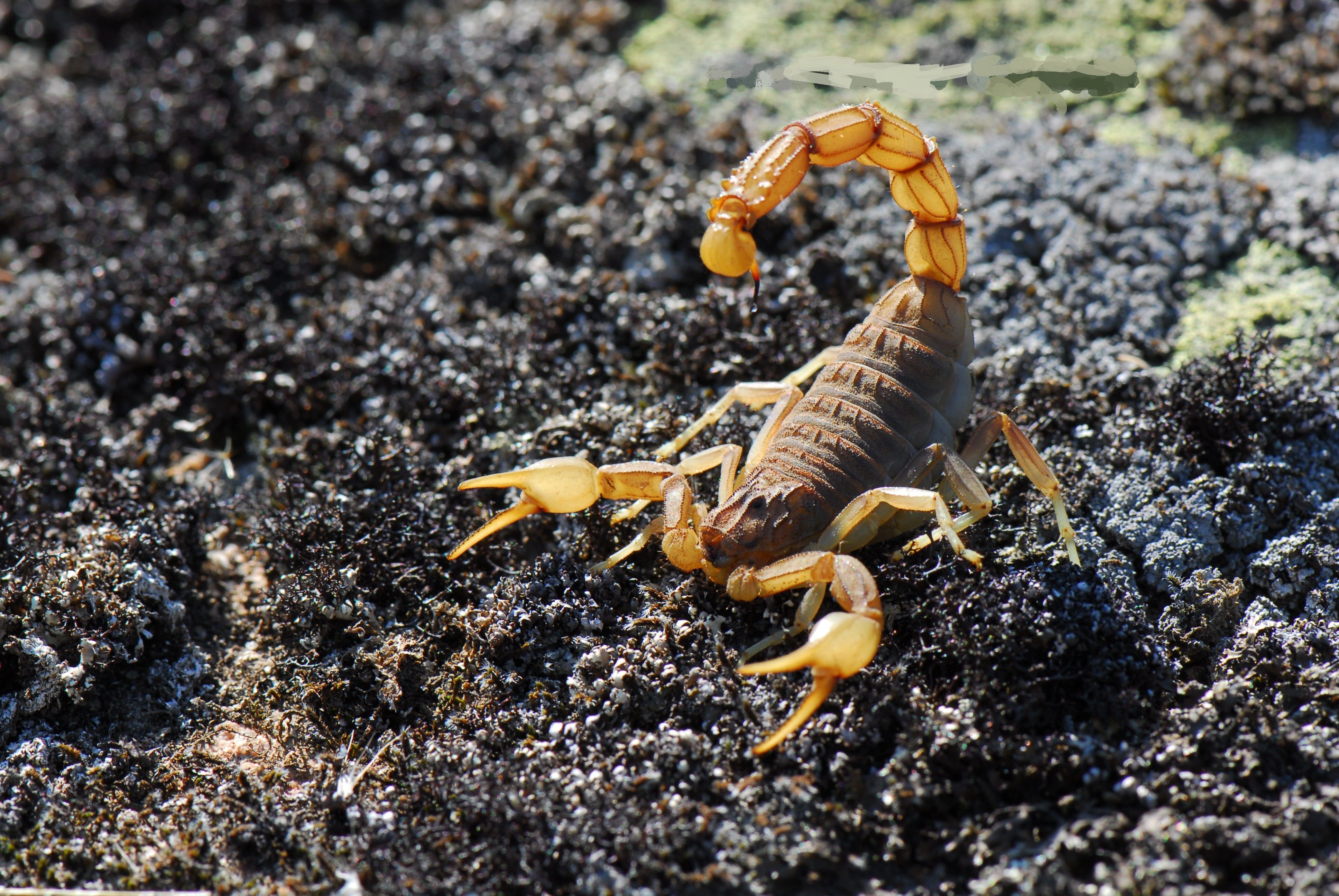 3880x2600 Scorpion HD Wallpaper. Background, Desktop