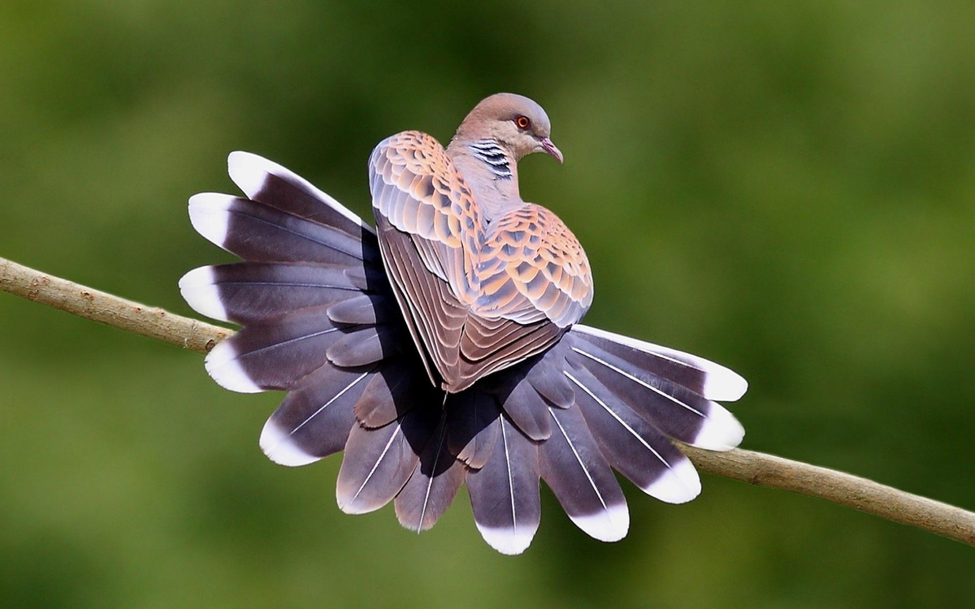 1920x1200 Download Wallpaper. Pigeons And Flowers, C 1182548819, Desktop