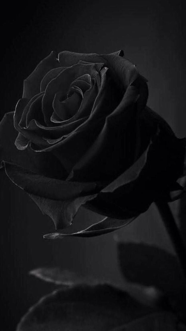 720x1280 Discover and share the most beautiful image from around the world. Aesthetic roses, Black aesthetic wallpaper, Black roses wallpaper, Phone