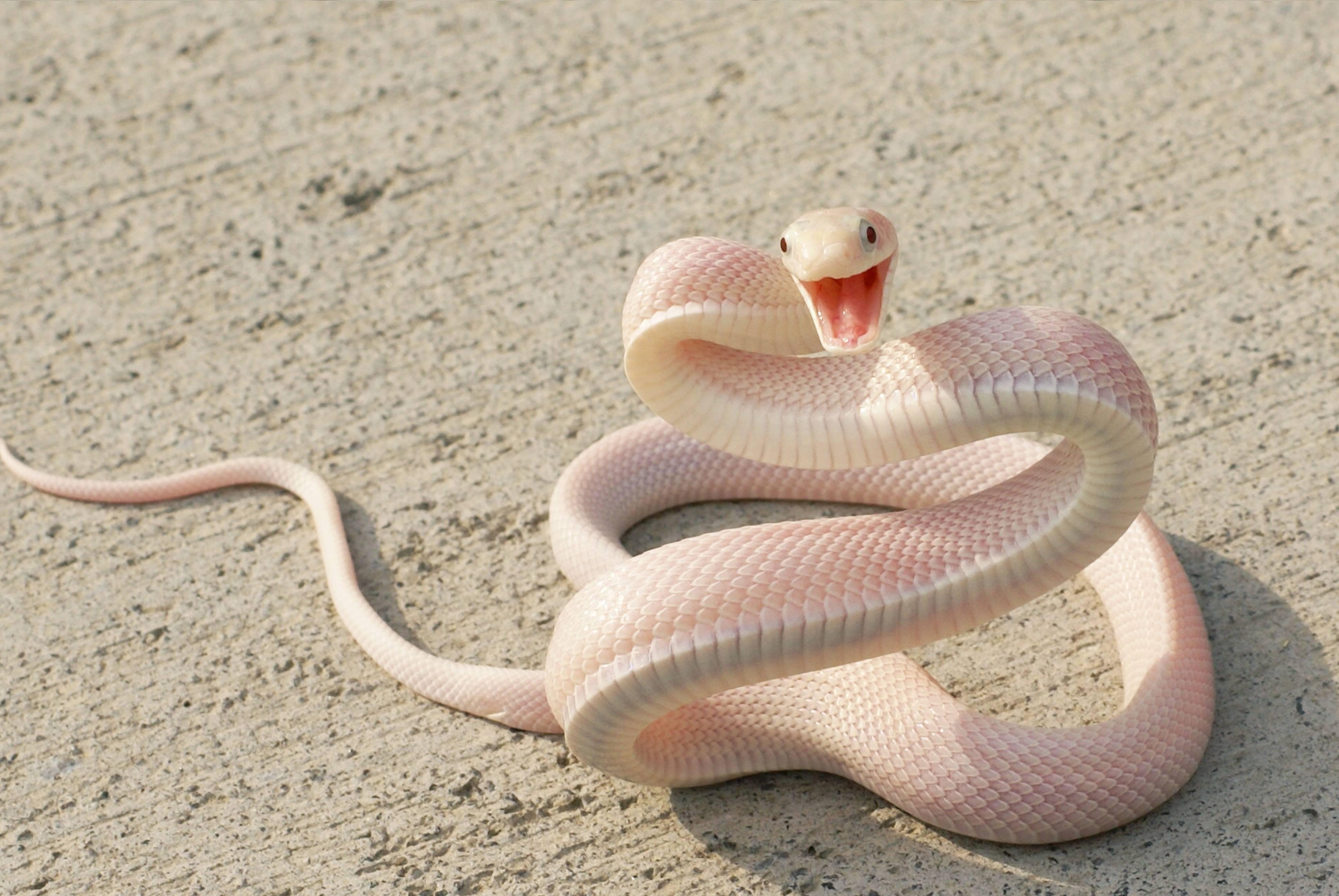 3880x2600 White Snakes Wallpaper Free.wallpaperaccess.com, Desktop