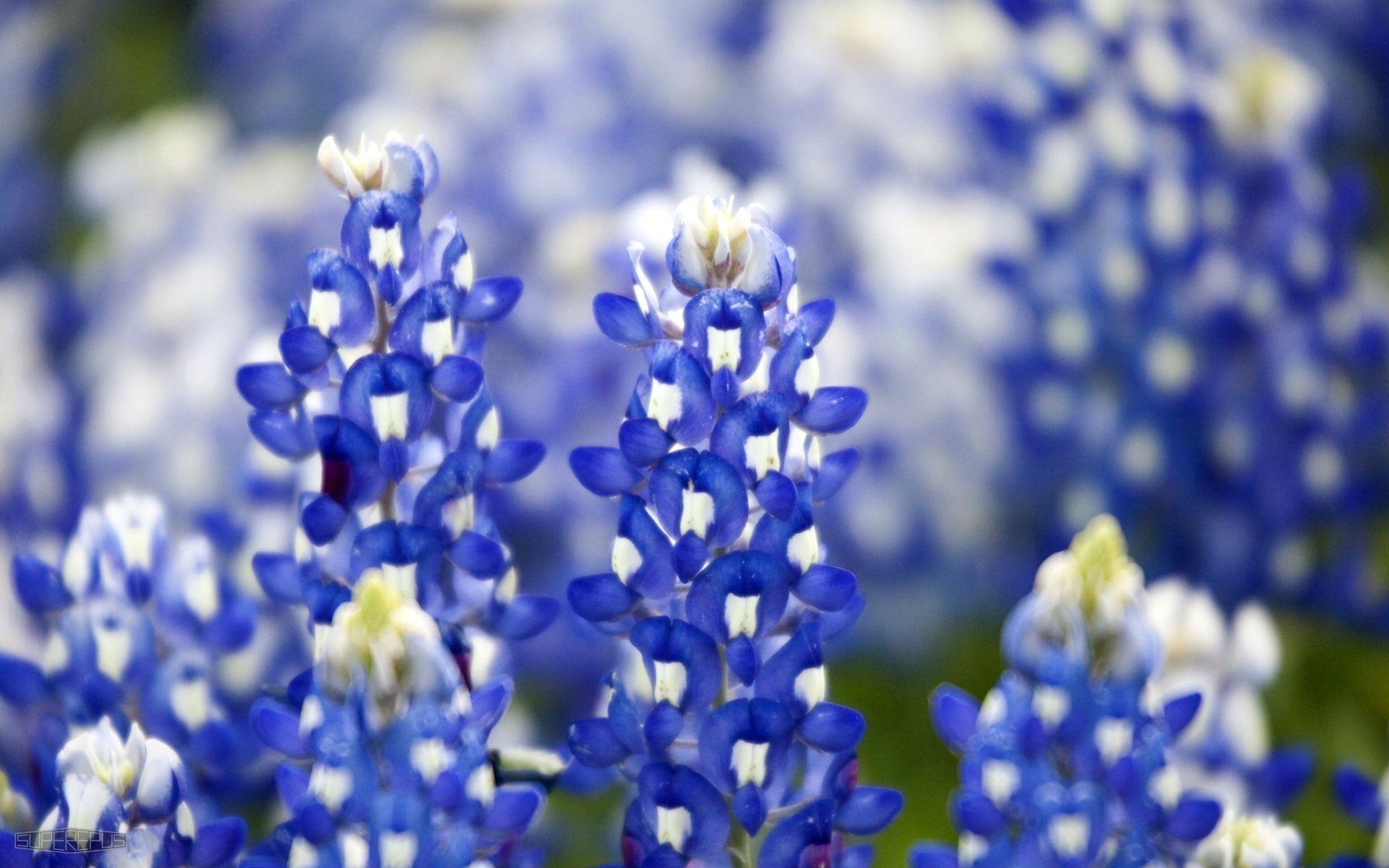 1920x1200 Bluebonnets Wallpaper. Flower Wallpaper. HD Widescreen Wallpaper, Desktop