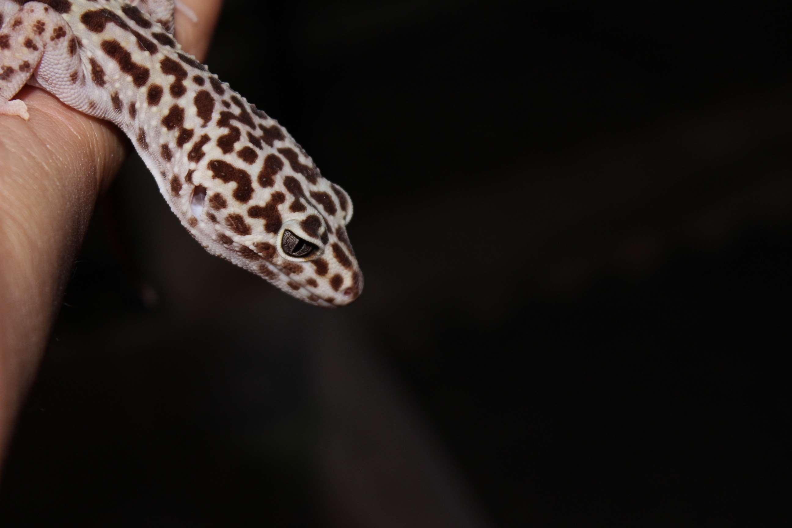 2600x1730 black, black background, gecko, leopard gecko, Desktop