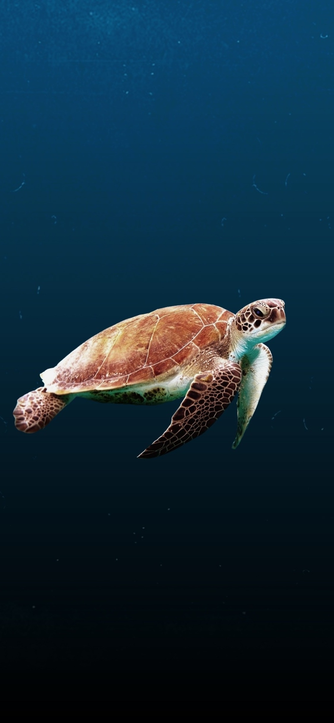 1130x2440 Sea Turtle iPhone XS, iPhone iPhone X HD 4k Wallpaper, Image, Background, Photo and Picture, Phone