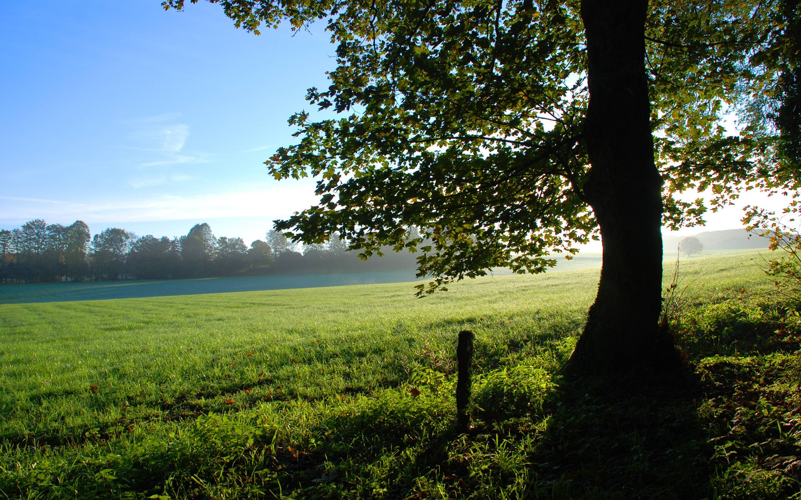2560x1600 Beautiful Meadow Wallpaper, Desktop