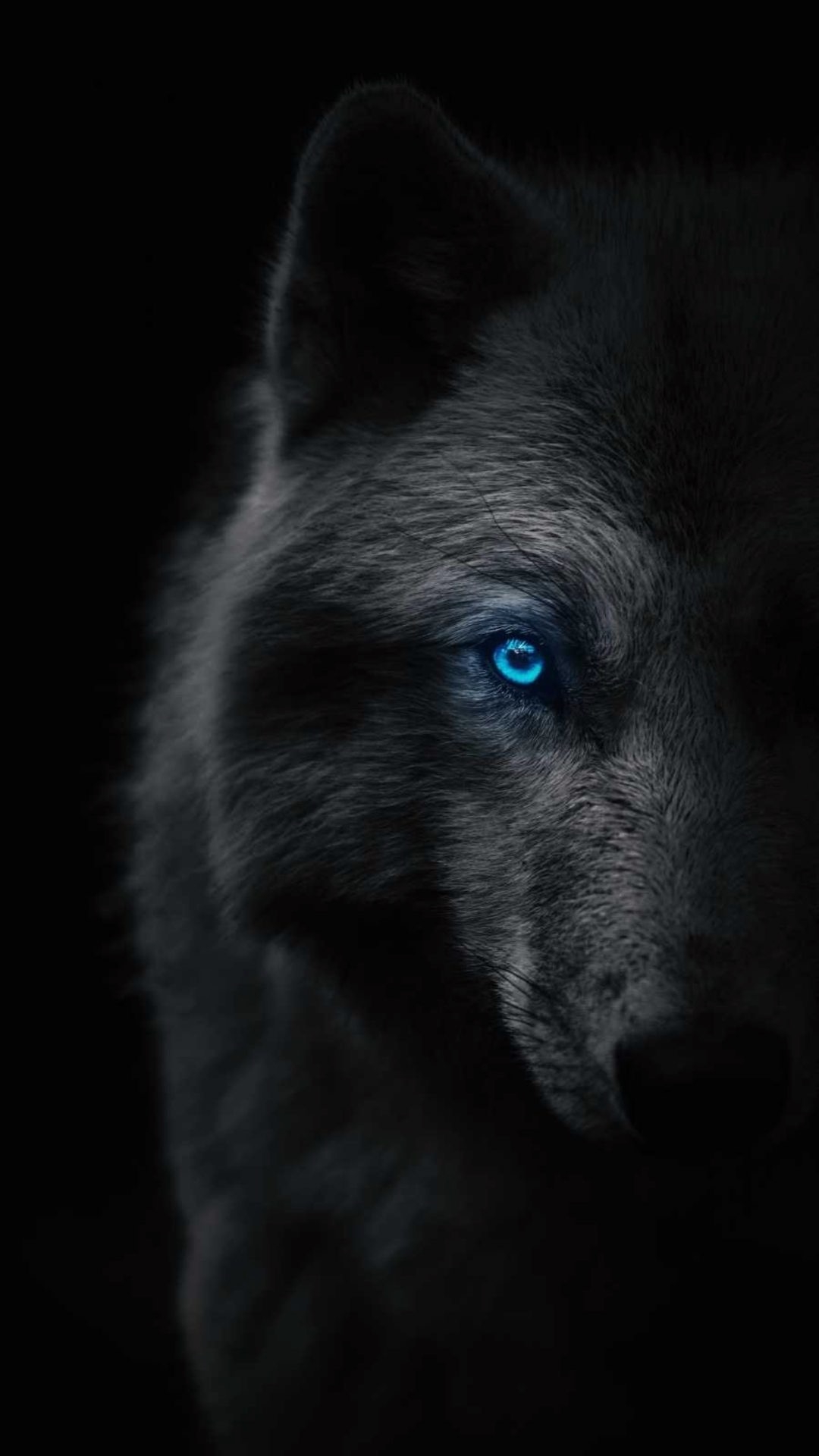 1080x1920 Wolf Wallpaper Wolf, Phone