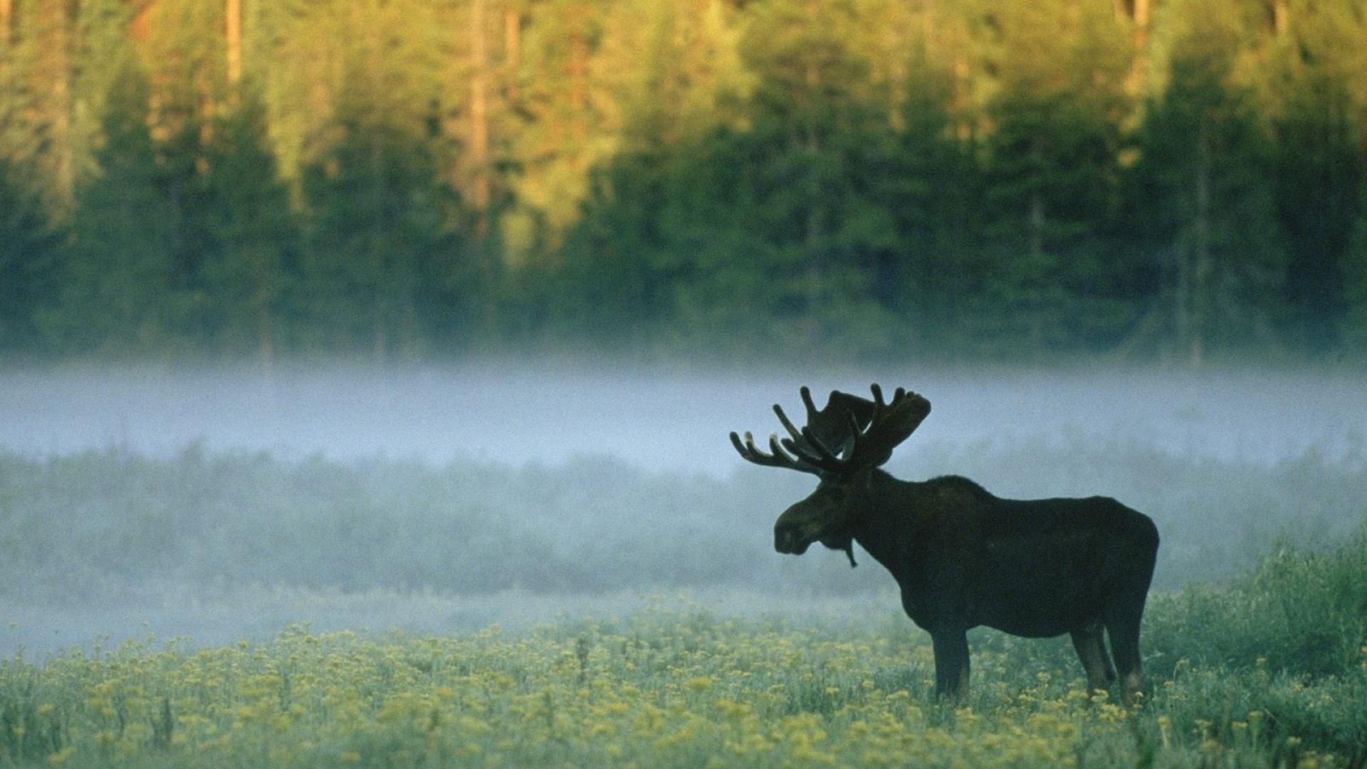 1920x1080 Mist wyoming standing yellowstone national park moose wallpaper, Desktop