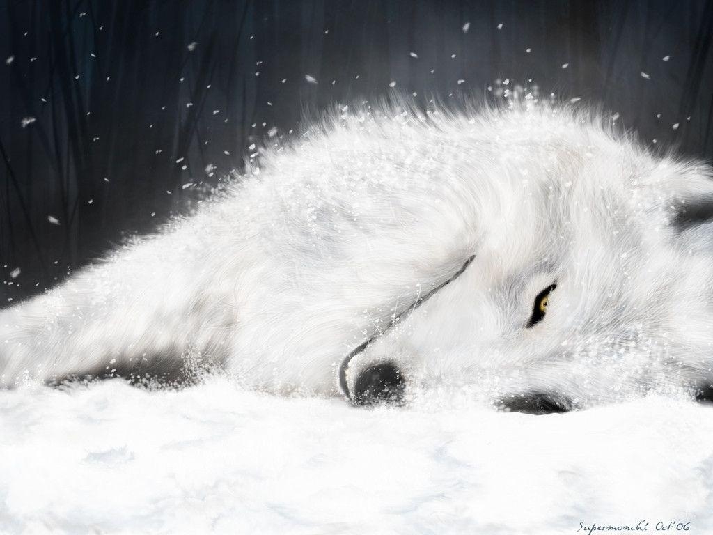 1030x770 white wolf, Desktop