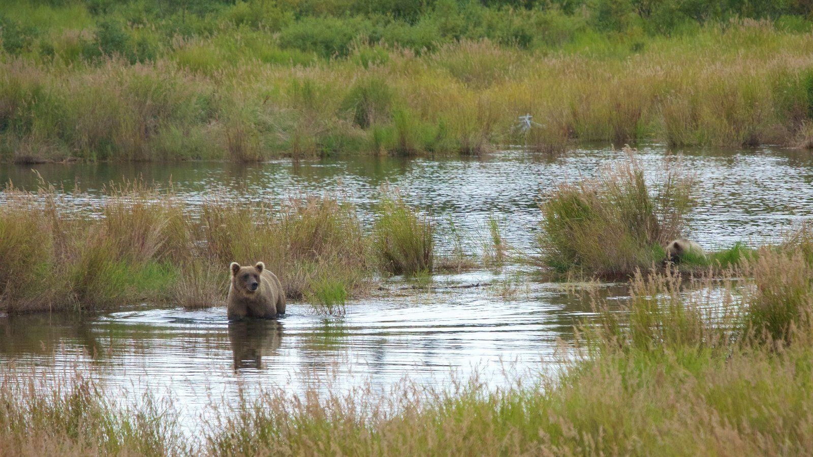 1600x900 Animal Picture: View Image of Katmai National Park and Preserve, Desktop