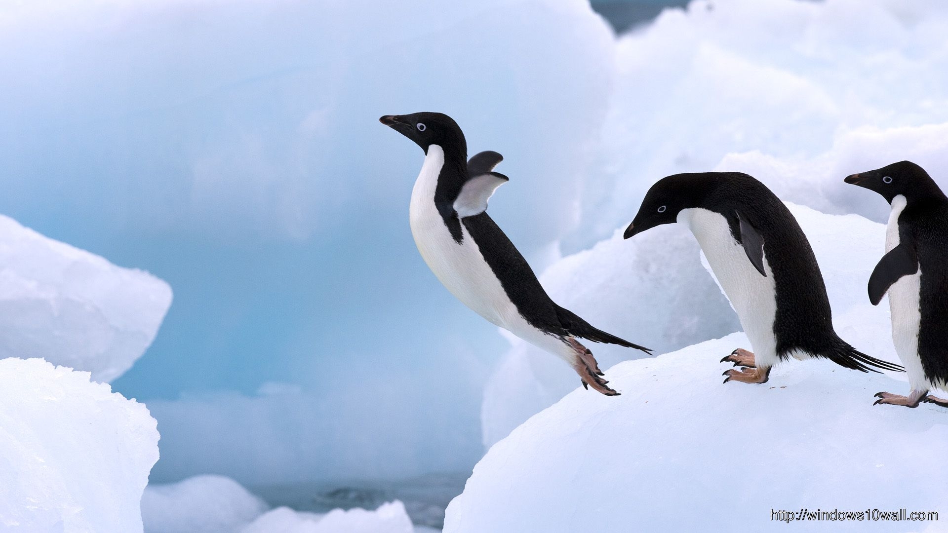 1920x1080 Flying Cute Penguins HD Wallpaper 10 Wallpaper, Desktop