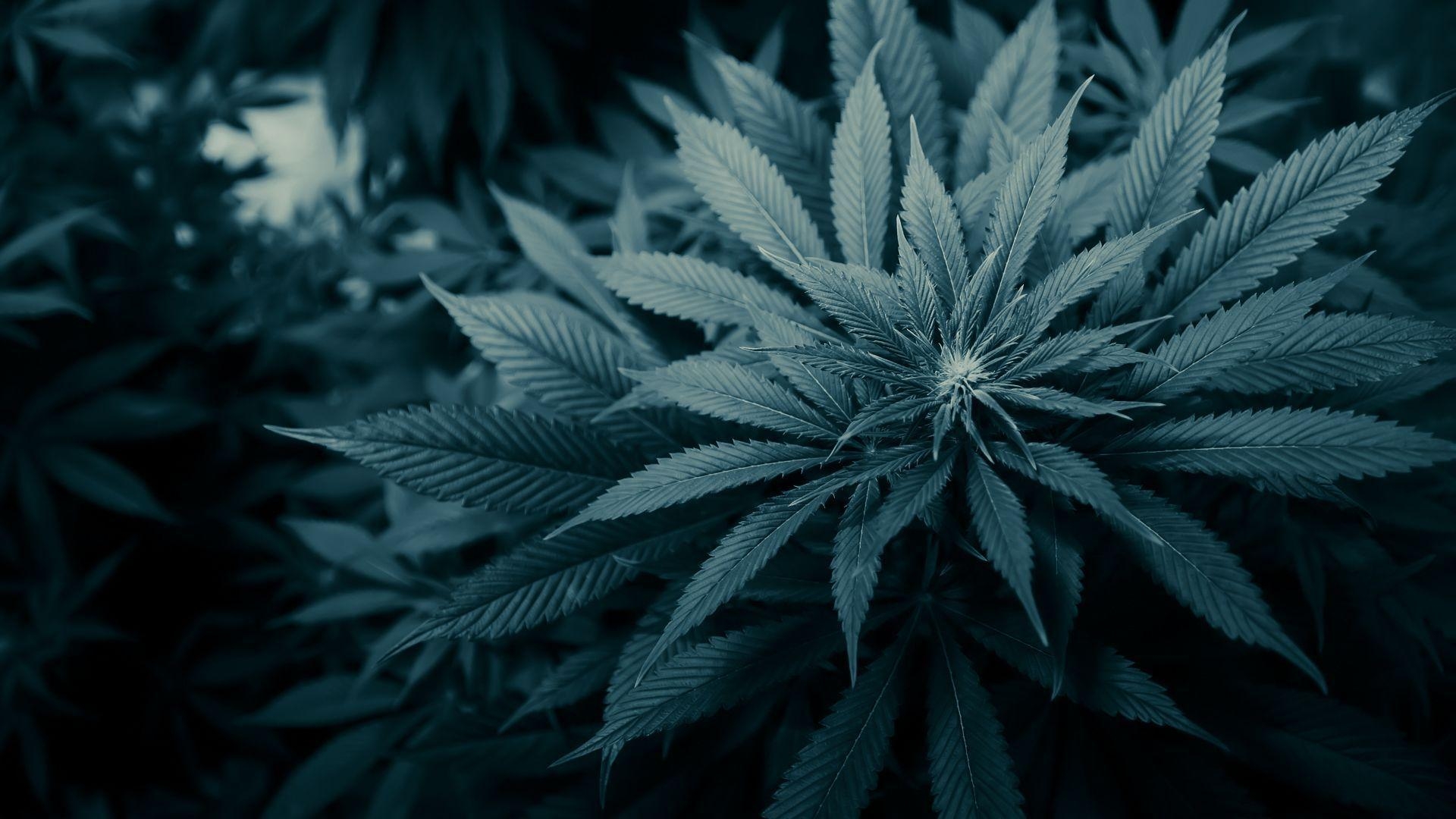 1920x1080 4K Marijuana Wallpaper Free 4K Marijuana Background, Desktop