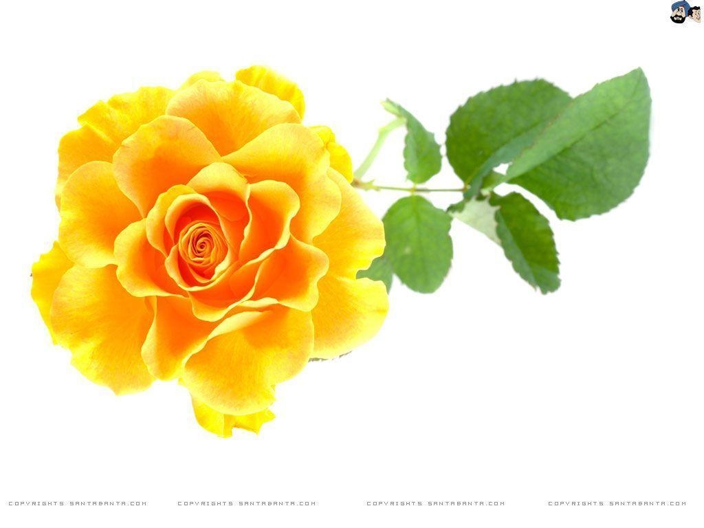 1030x770 Yellow Rose HD Wallpaper, Desktop