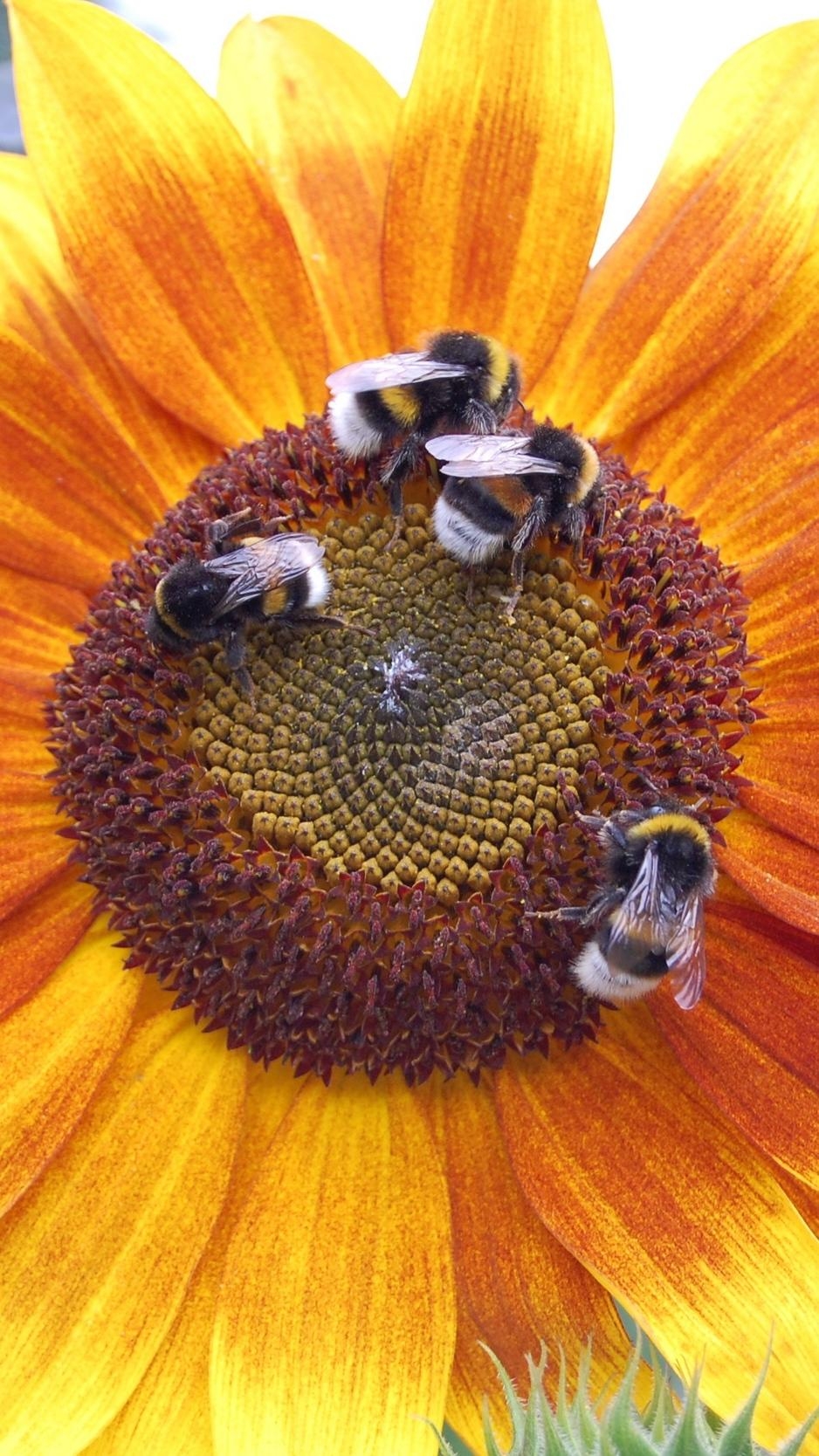 940x1670 Download wallpaper  sunflowers, bumblebees, flowers, Phone