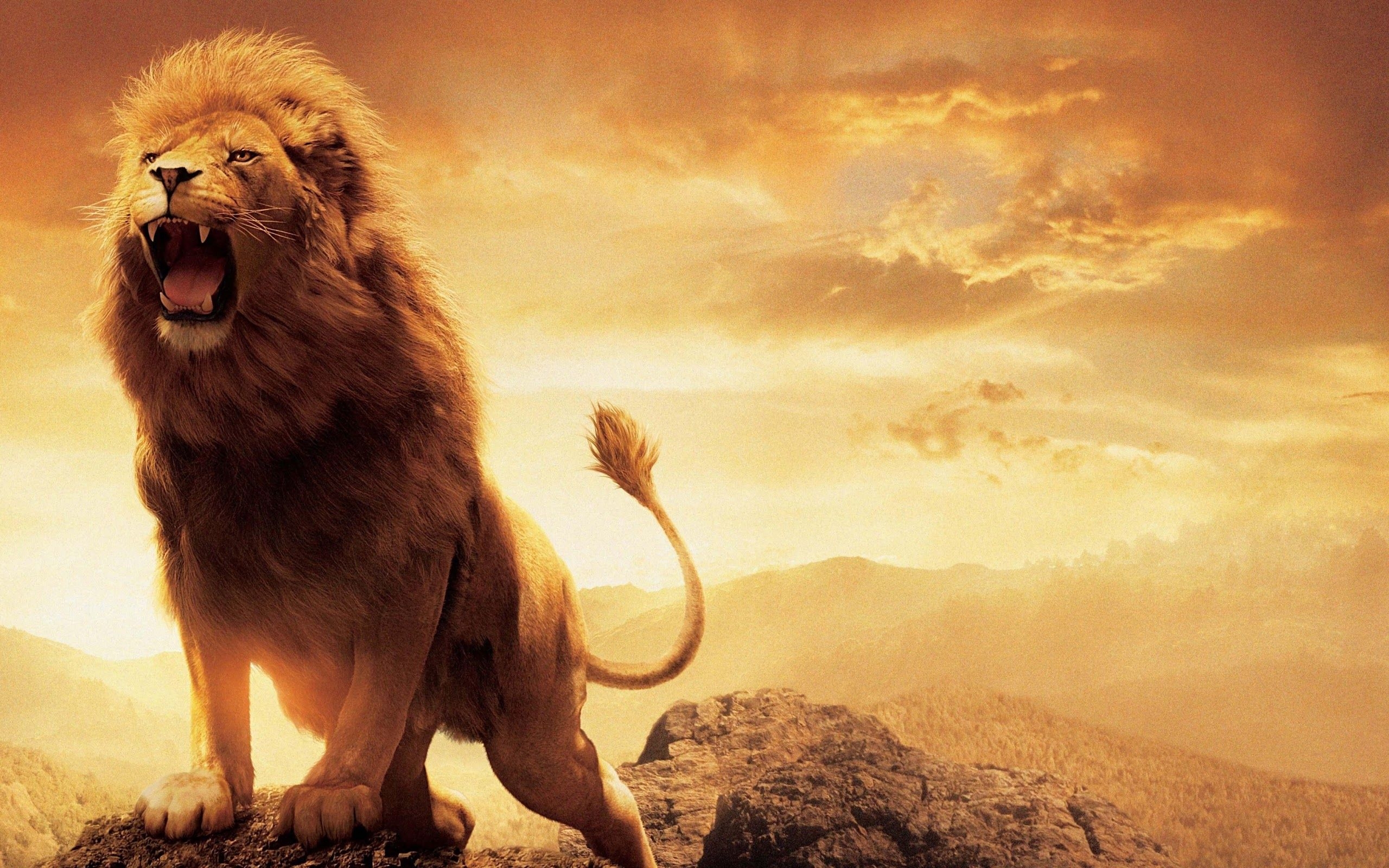 2560x1600 Lion Roar 4K 3840x2160 Wallpaper, Desktop