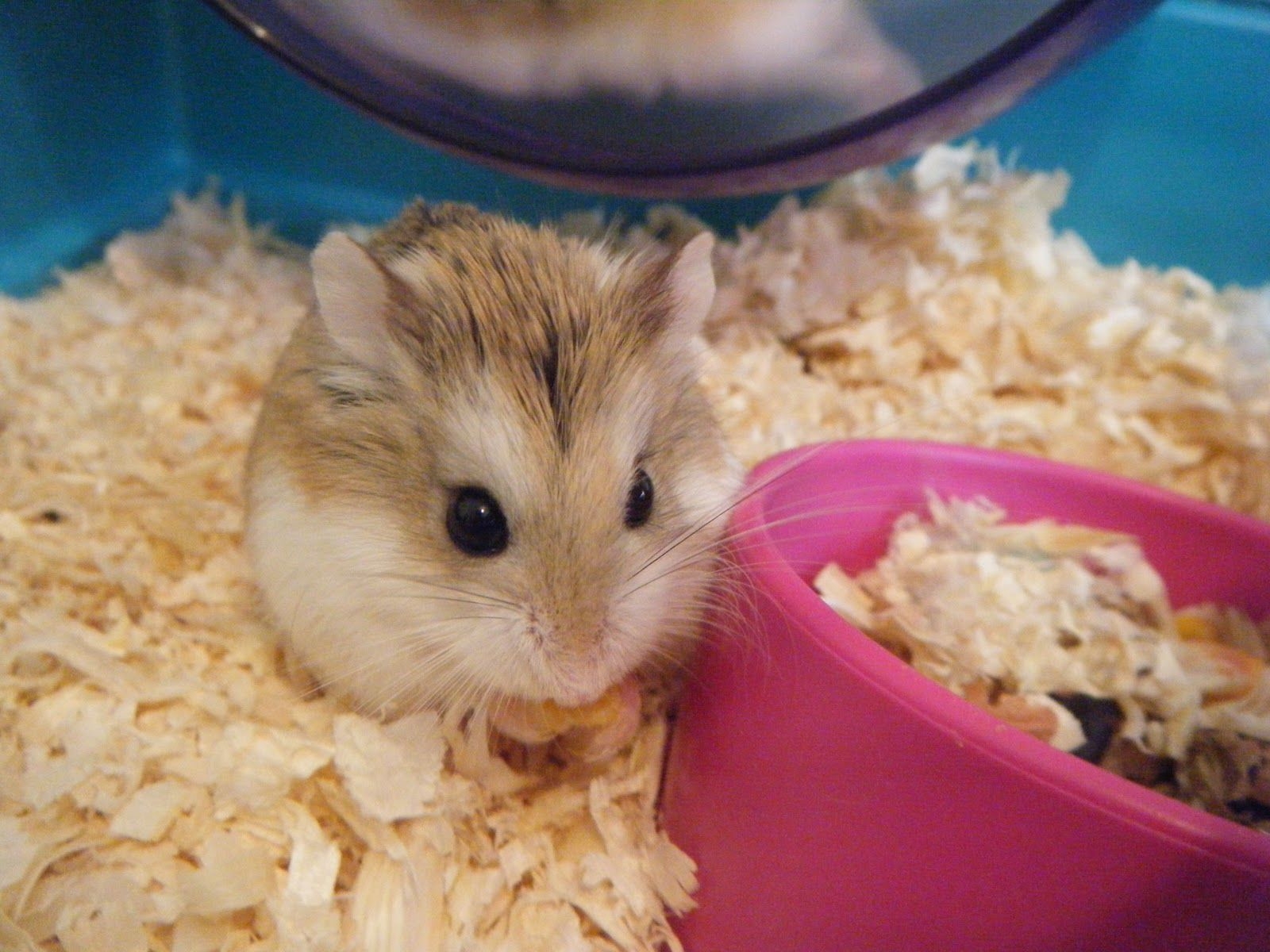 1600x1200 Free Hamster Desktop Wallpaper, Desktop