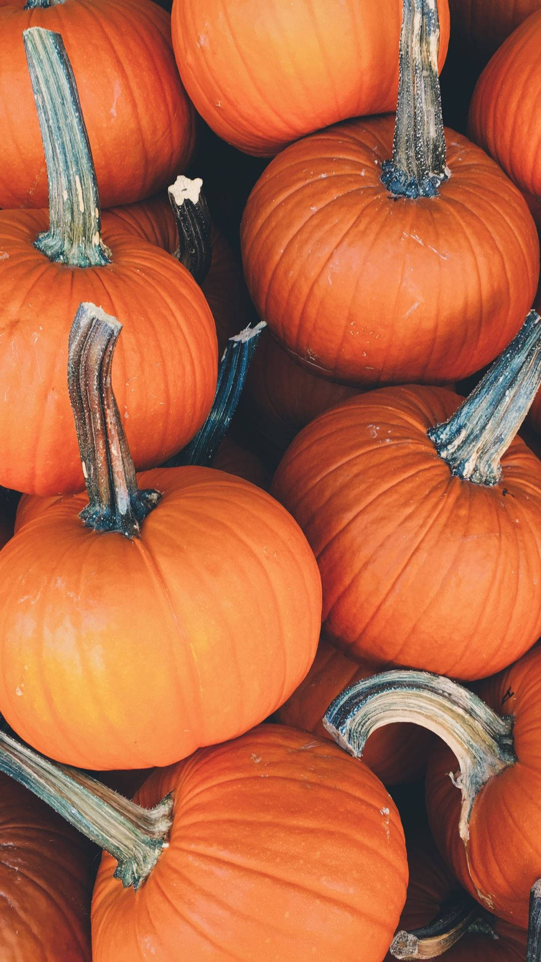 1080x1920 Download Stacked pumpkins for a festive fall! Wallpaper, Phone