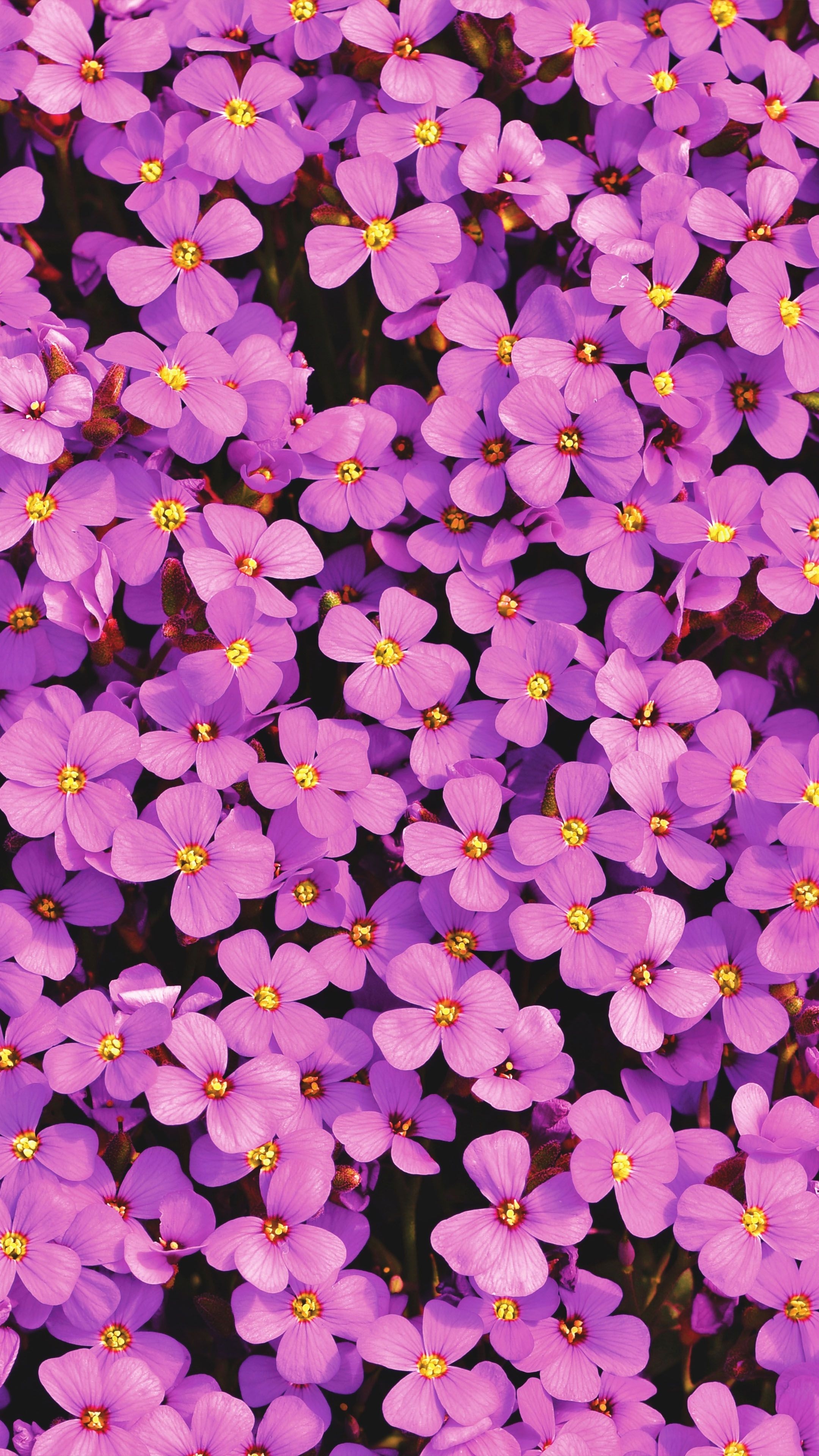 2160x3840 Purple Aubrieta Flowers Free 4K Ultra HD Mobile Wallpaper, Phone