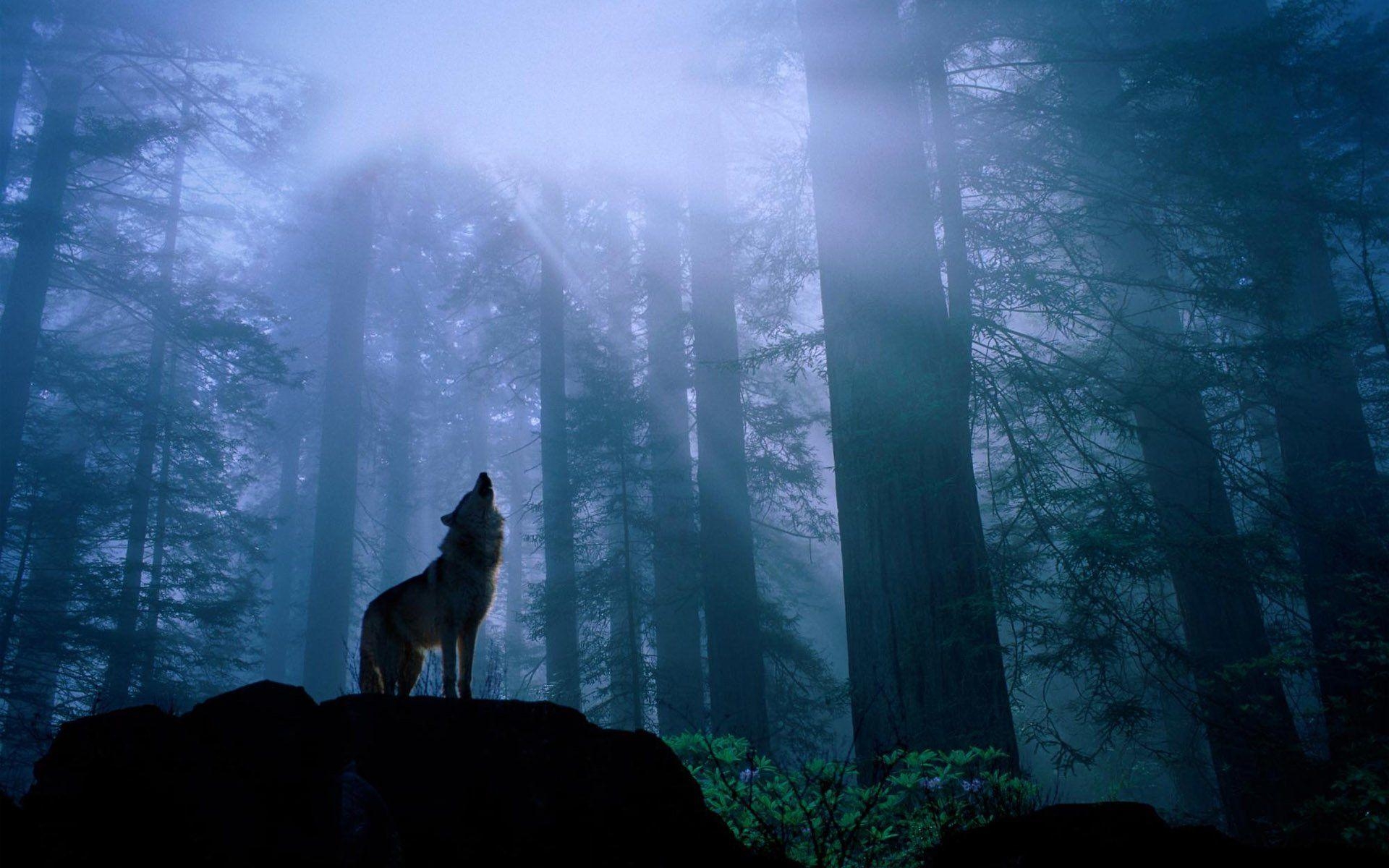 1920x1200 Wolf HD Wallpaper and Background Image, Desktop