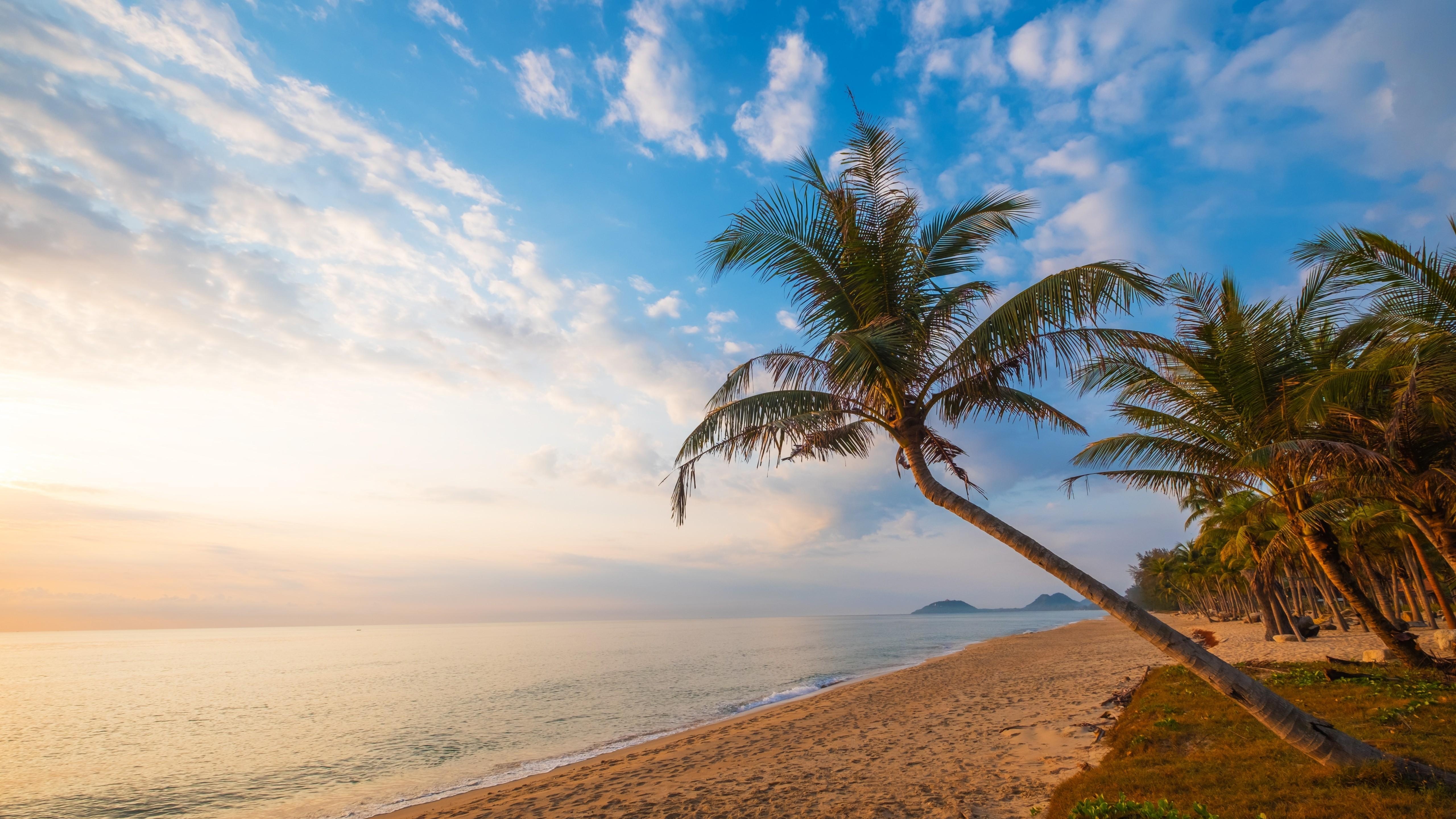 5120x2880 Download  Beach, Horizon, Ocean, Palm Tree Wallpaper, Desktop