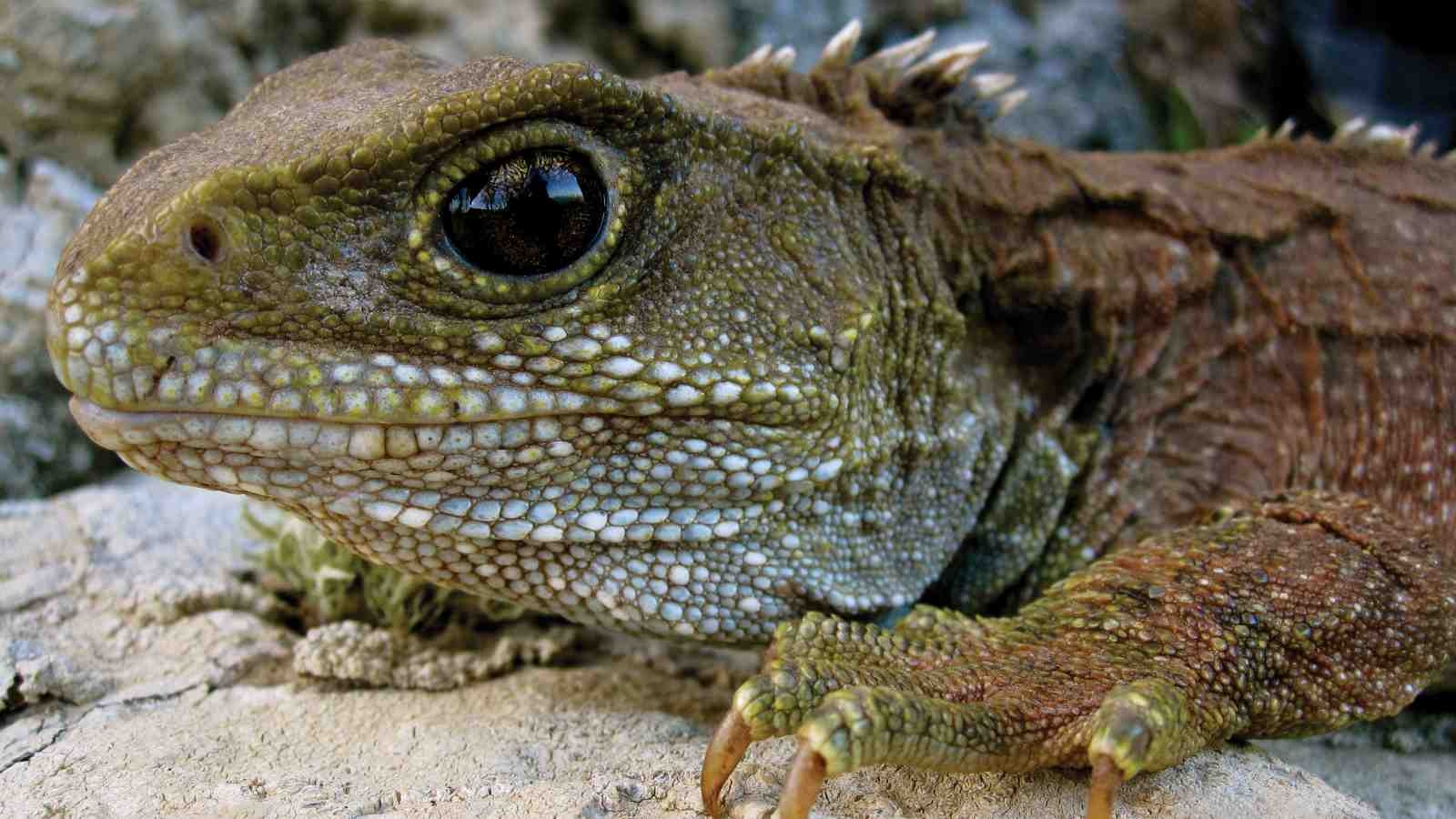 1600x900 Close encounters with tuatara, Desktop