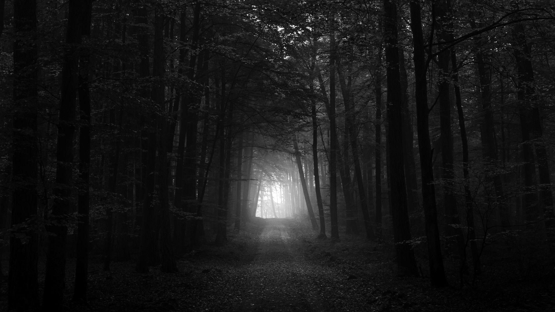 1920x1080 Black And White Dark Forest HD Wallpaper, Desktop