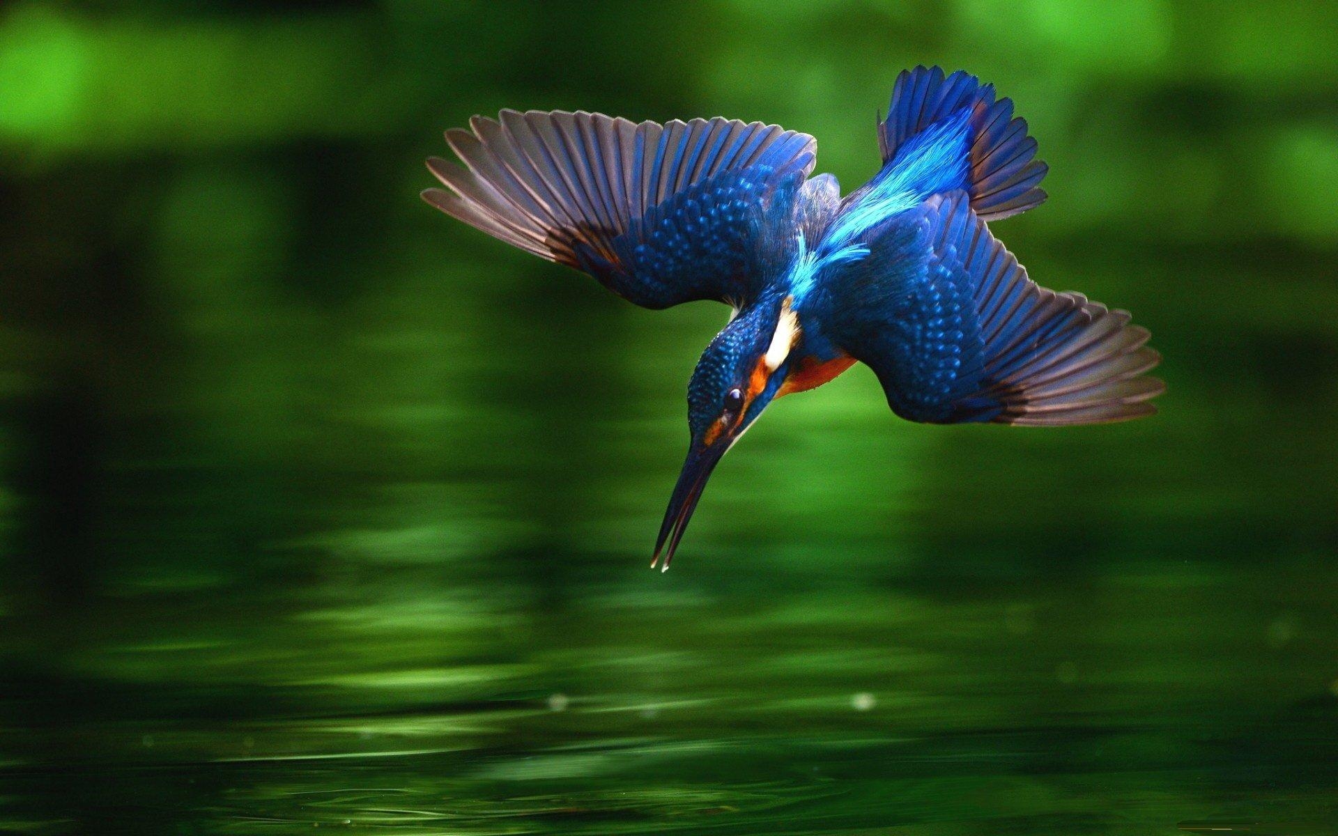 1920x1200 Kingfisher HD Wallpaper and Background Image, Desktop