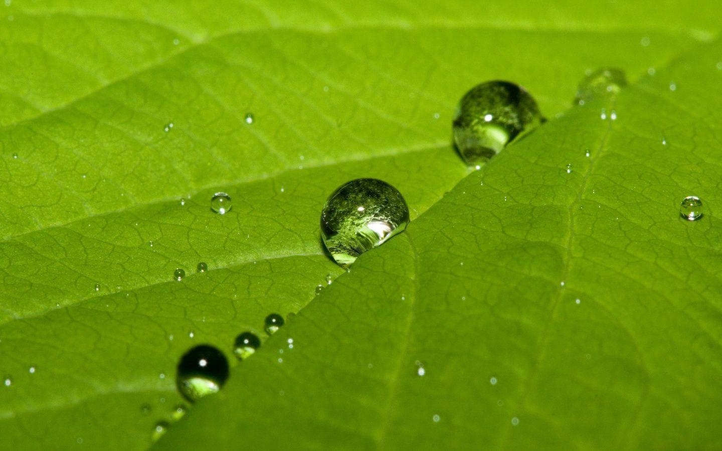 1440x900 Cute water drops on a leaf Wallpaper, Desktop