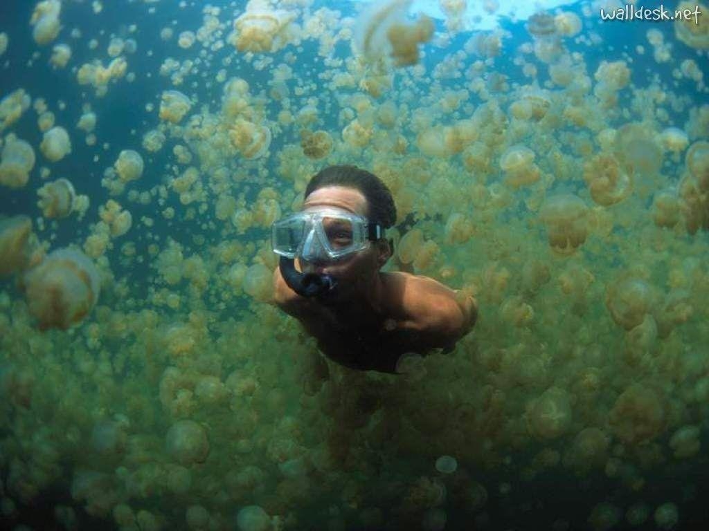 1030x770 swimming through jellyfish in palau, micronesia. beautiful places, Desktop