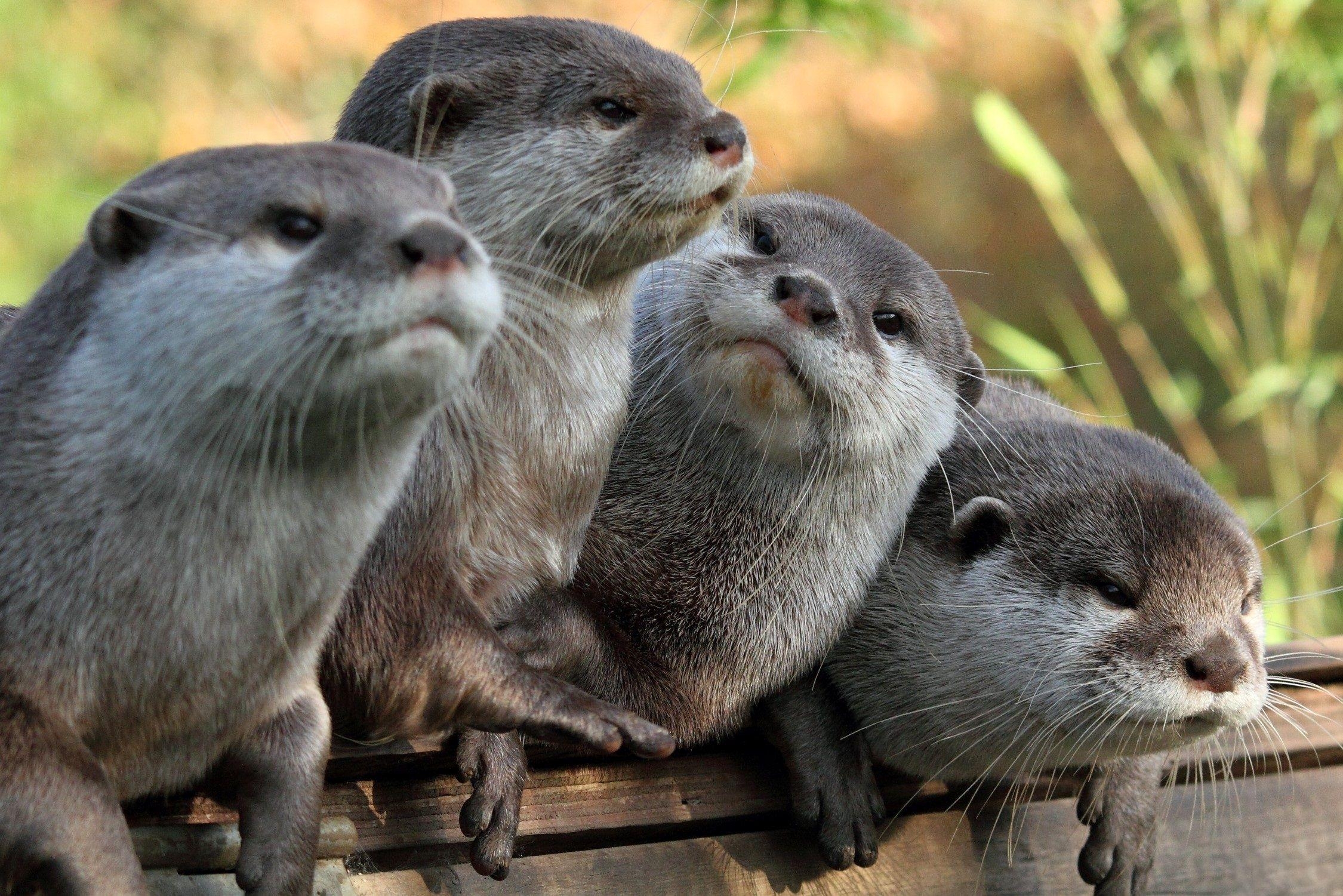 2250x1510 Cute Otter Wallpaper, Mobile Compatible Cute Otter Wallpaper, Cute, Desktop