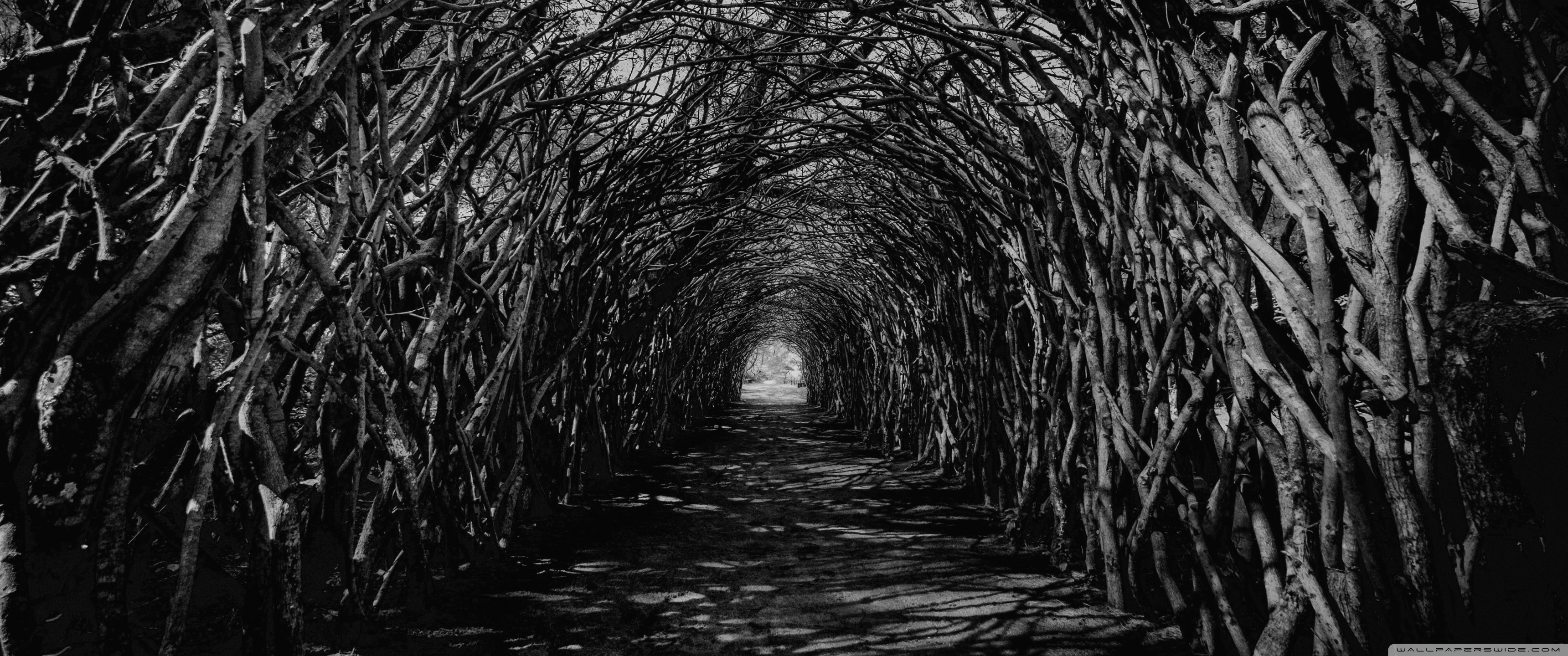 3440x1440 Dark Hedge Tunnel Spooky Ultra HD Desktop Background Wallpaper for 4K UHD TV, Widescreen & UltraWide Desktop & Laptop, Tablet, Dual Screen