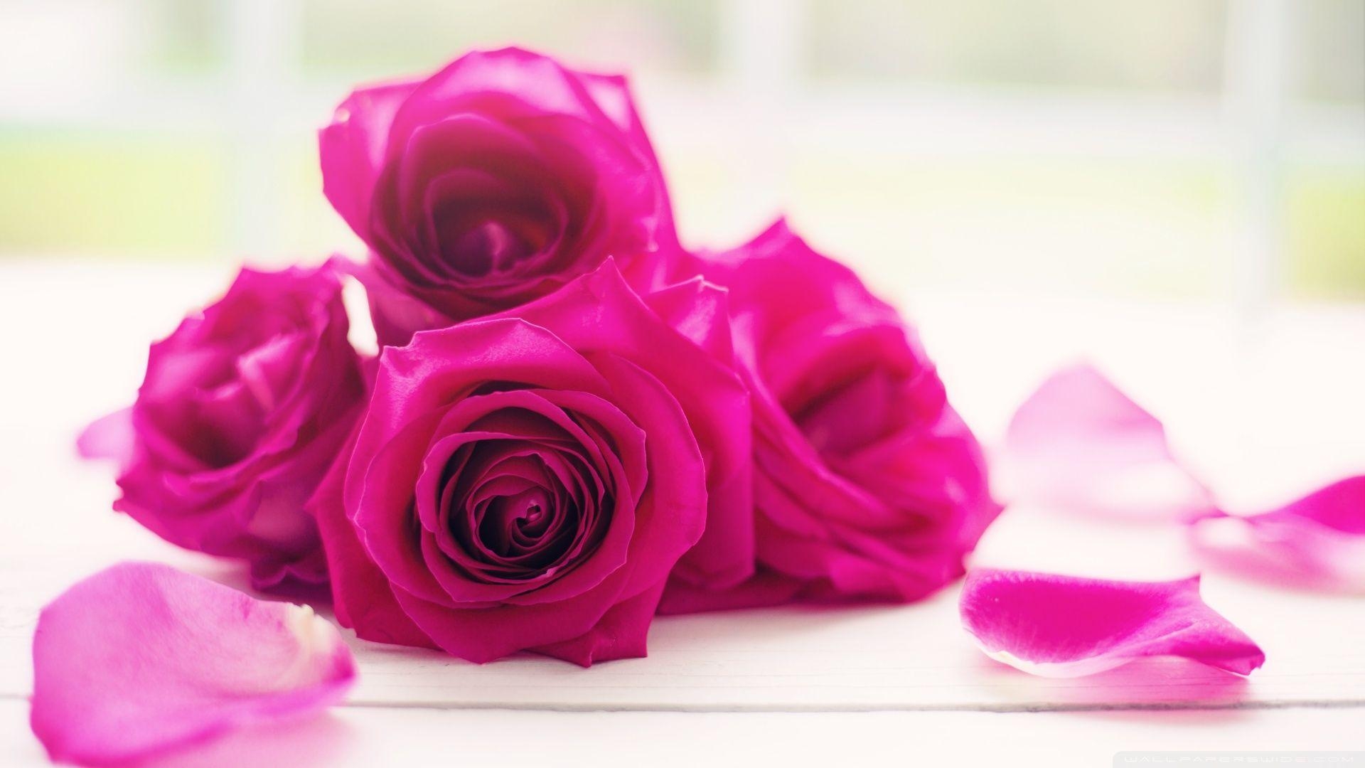 1920x1080 Roses Good Morning ❤ 4K HD Desktop Wallpaper for 4K Ultra HD TV, Desktop