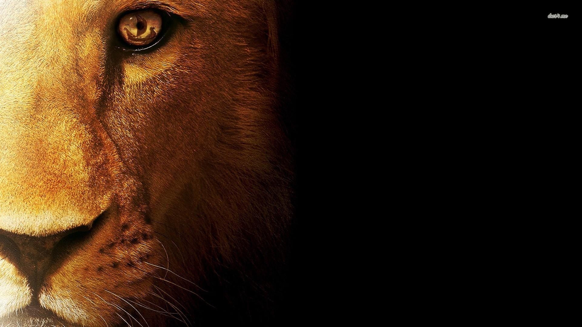 1920x1080 Lion Wallpaper Desktop, Desktop
