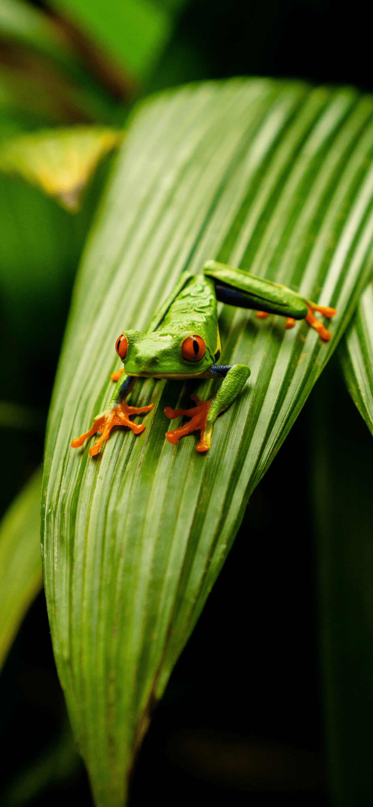 1250x2690 Frog Wallpaper for iPhone Pro Max, X, 6, Phone