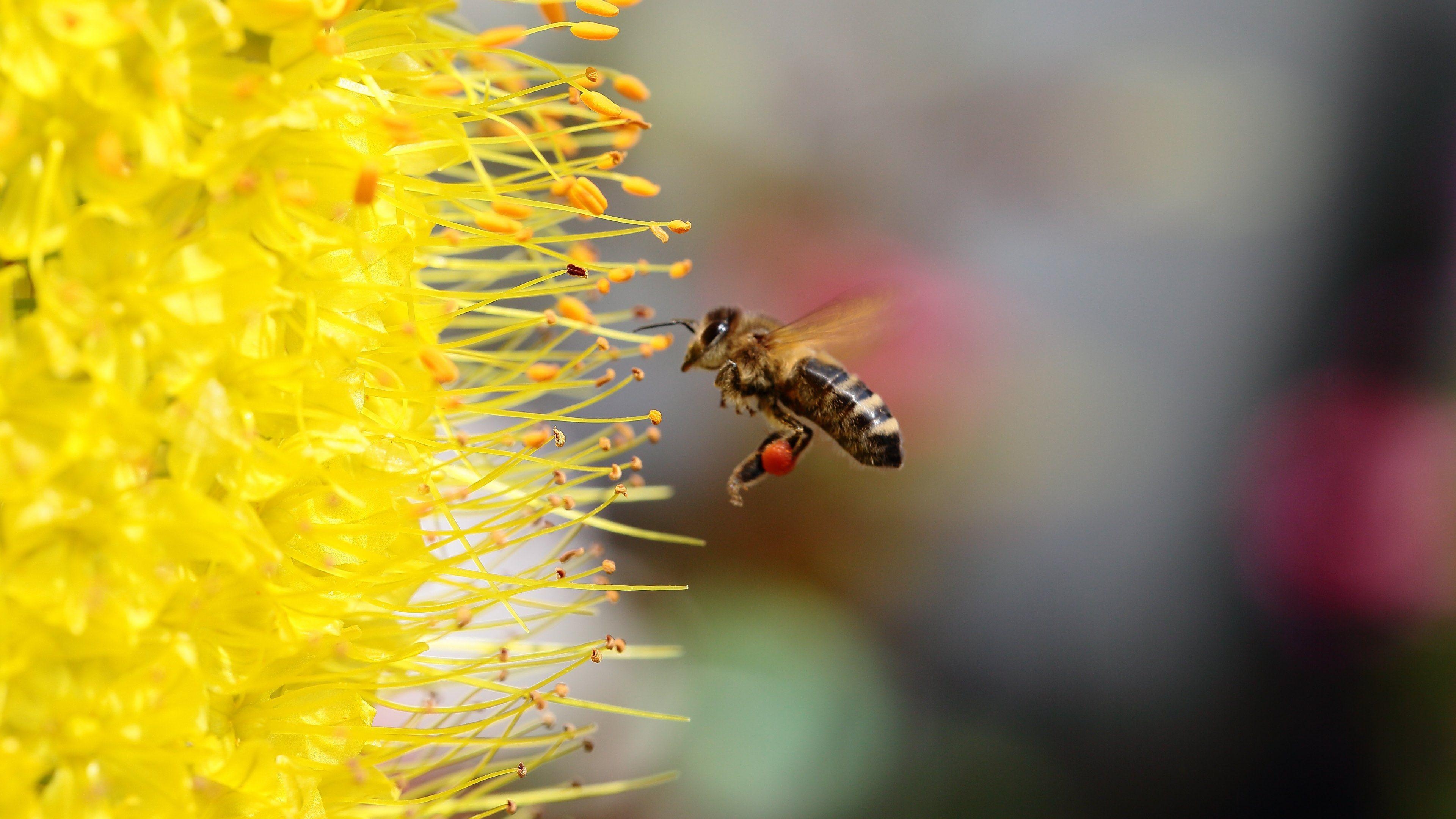 3840x2160 Bee collecting Pollen for Honey. HD Wallpaper · 4K, Desktop