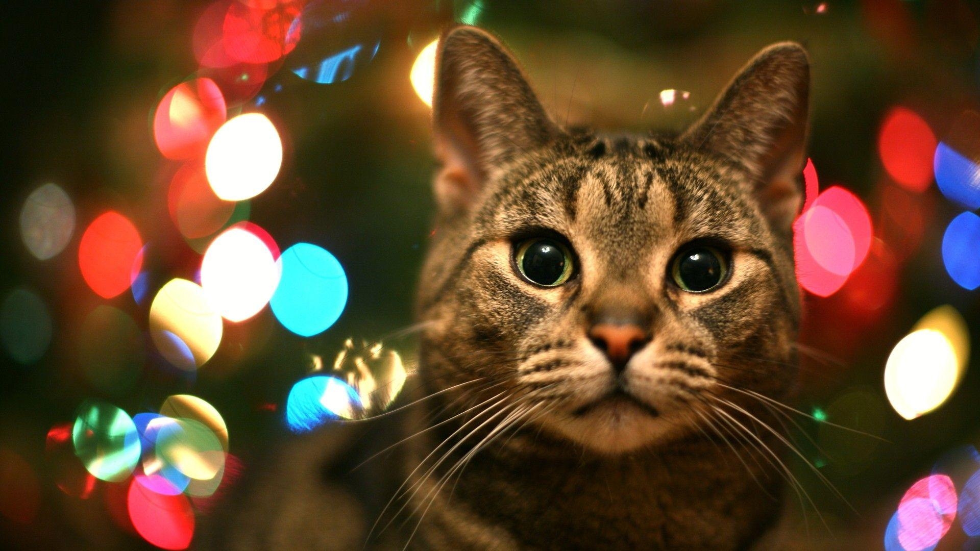 1920x1080 Kitty Christmas Wallpaper for Desktop, Desktop