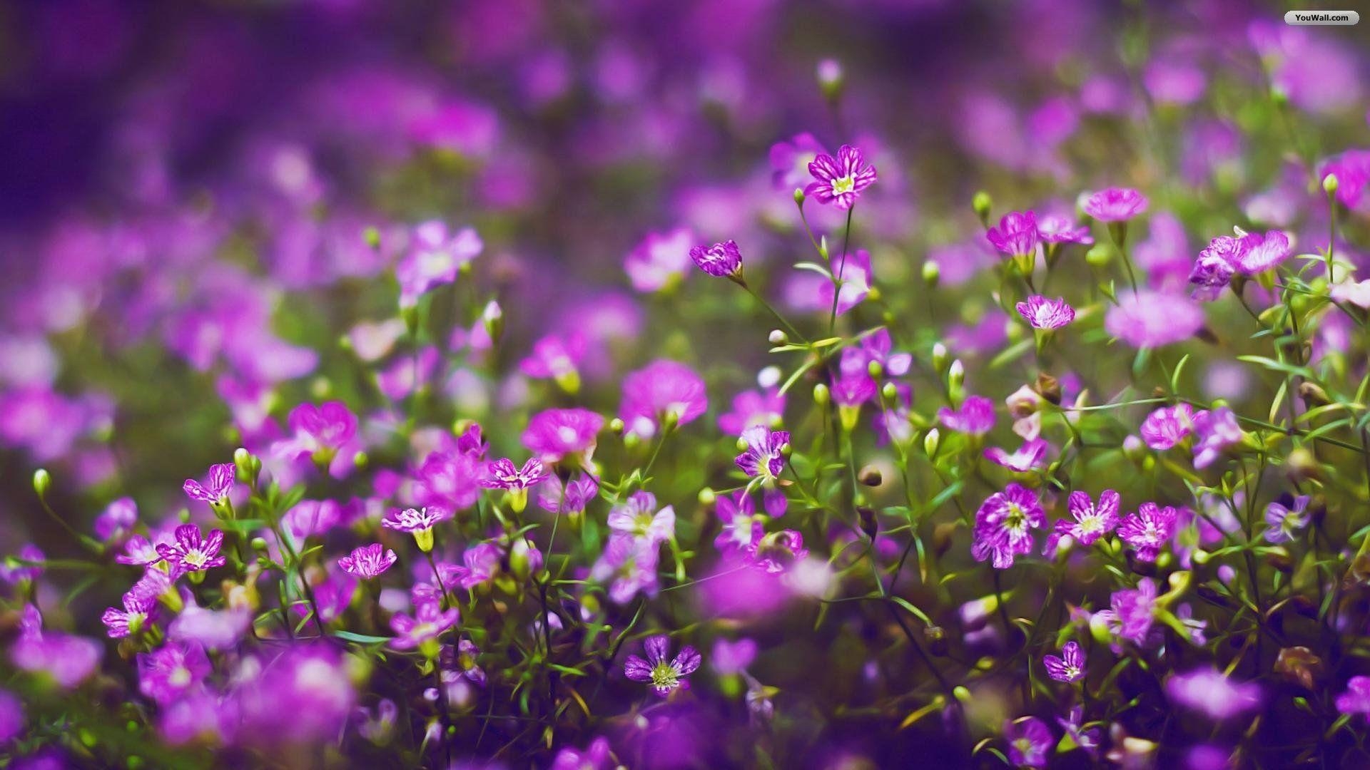 1920x1080 Purple Flowers Wallpaper, Desktop