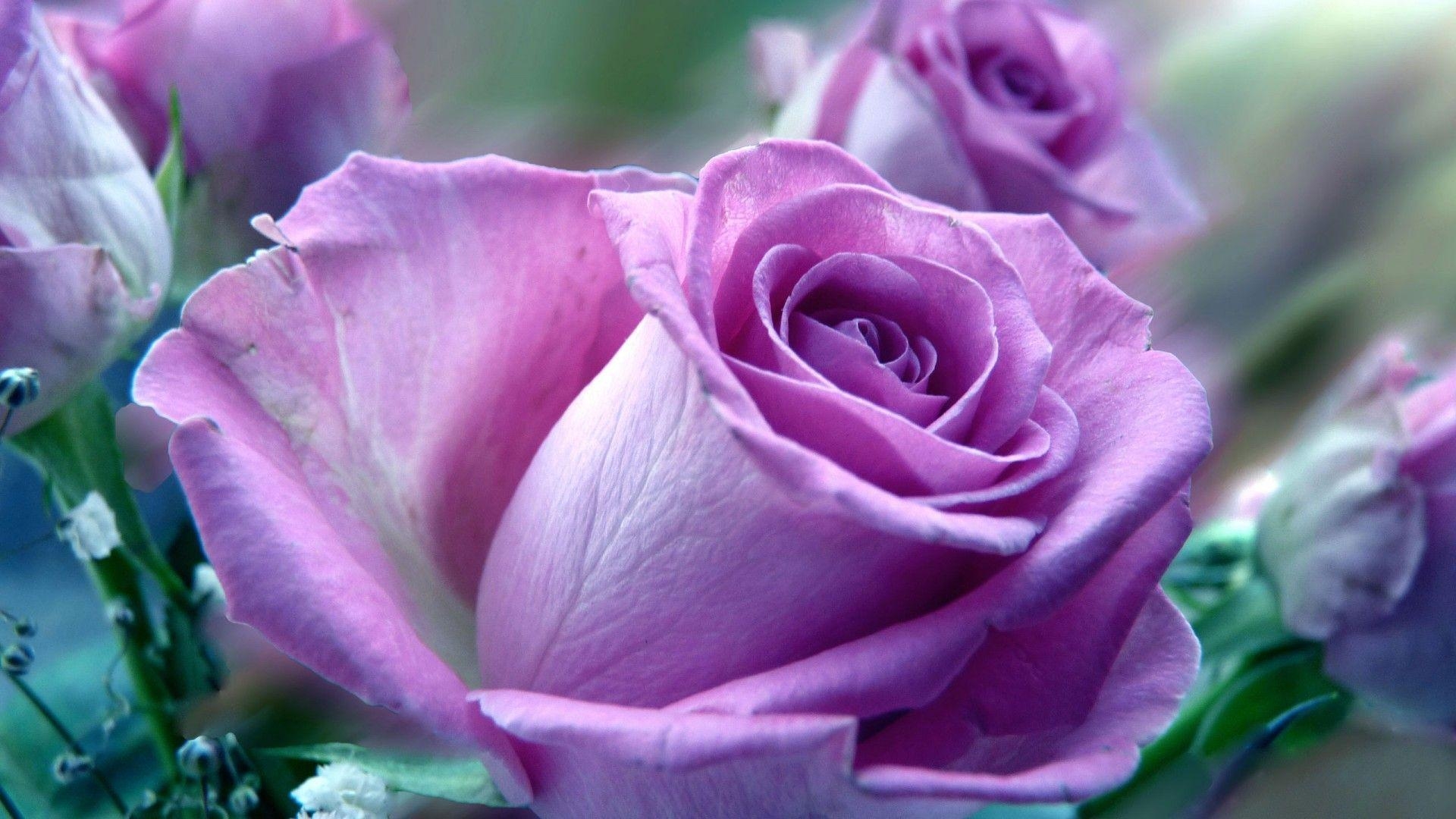 1920x1080 Wallpaper Of Purple Rose Flowers Widescreen 2 HD Wallpaper, Desktop